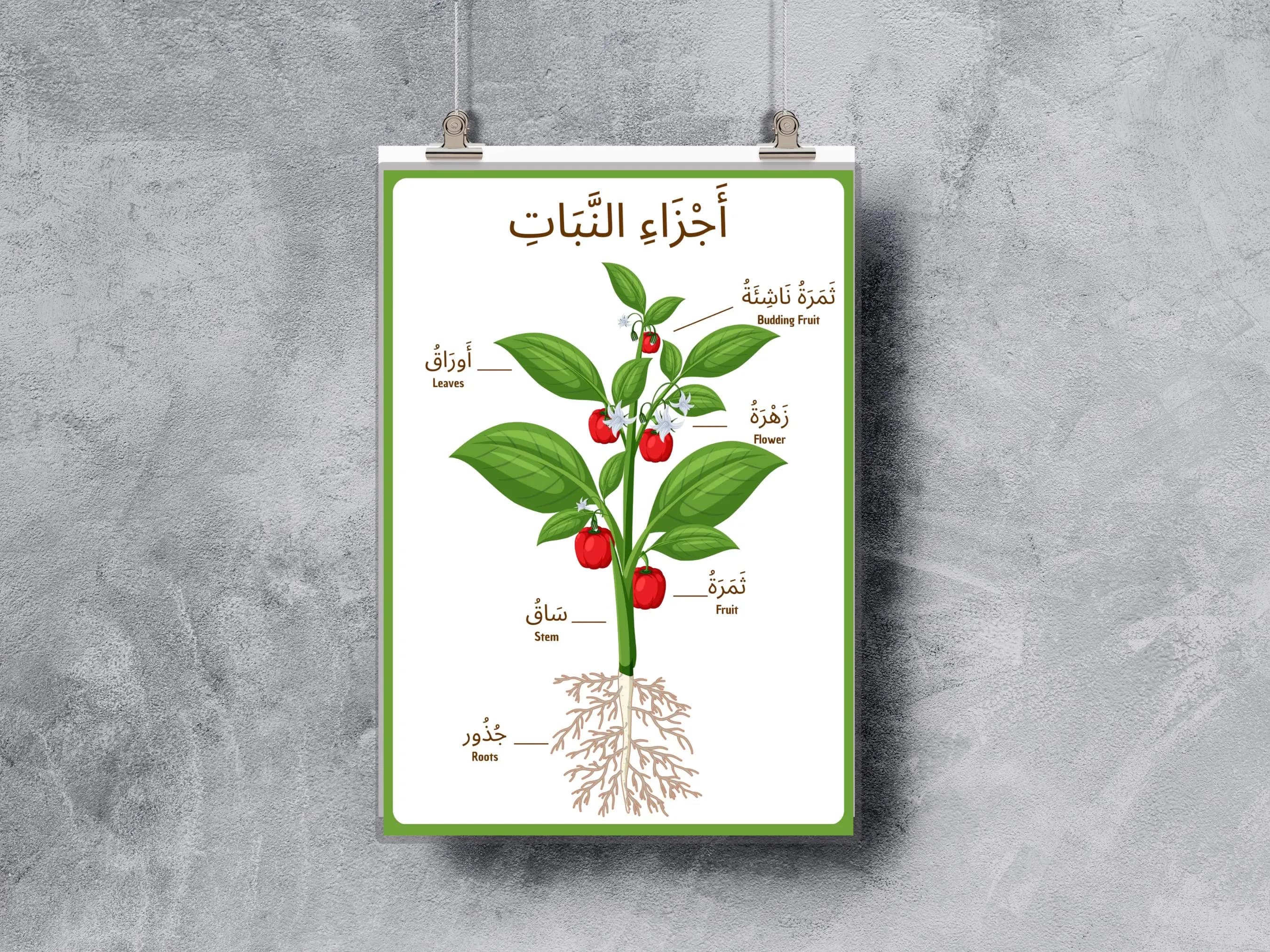 Arabic Educational Poster - Parts of a Flower & Plant | Digital Download - image 4