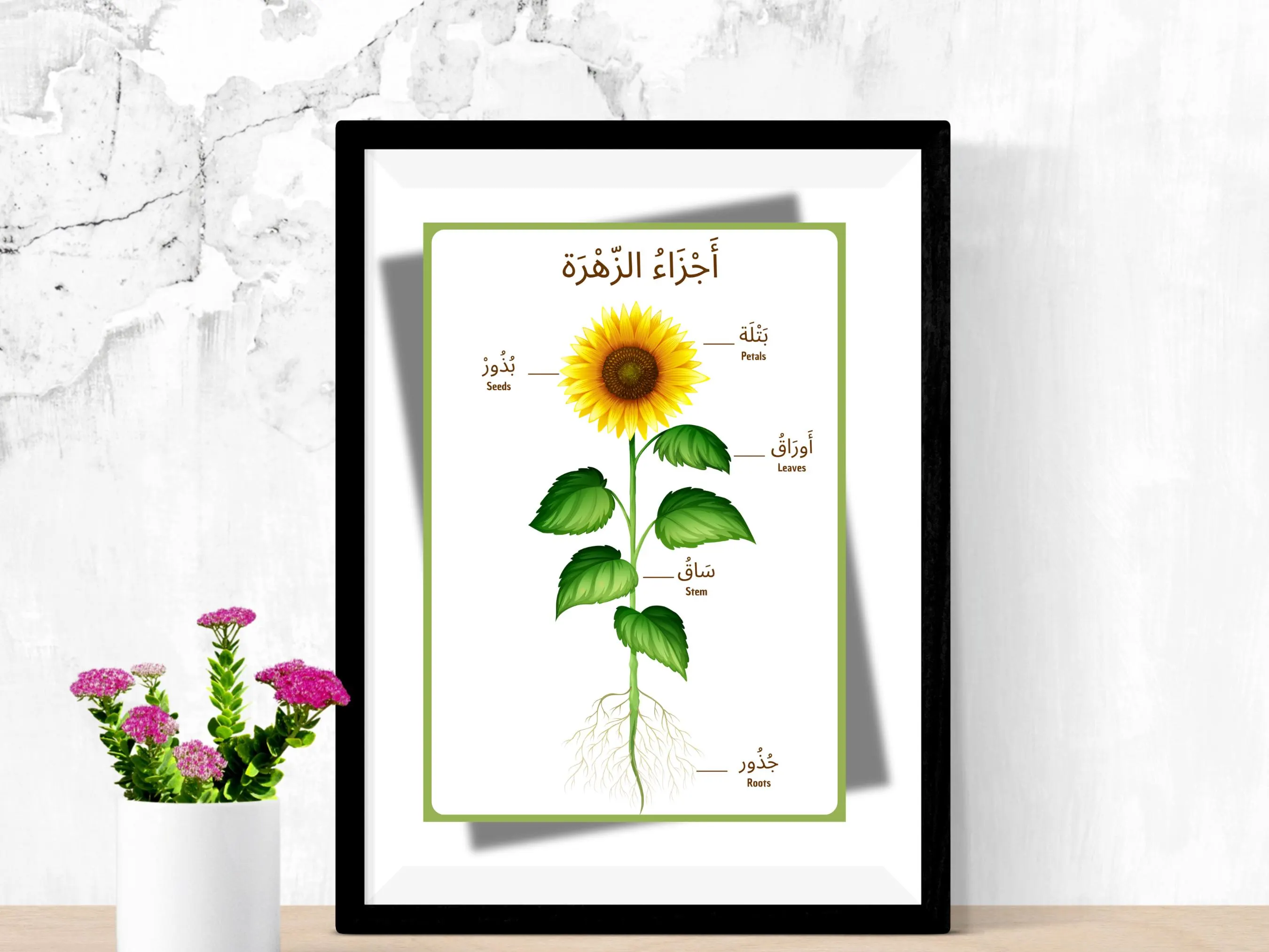 Arabic Educational Poster - Parts of a Flower & Plant | Digital Download - image 2