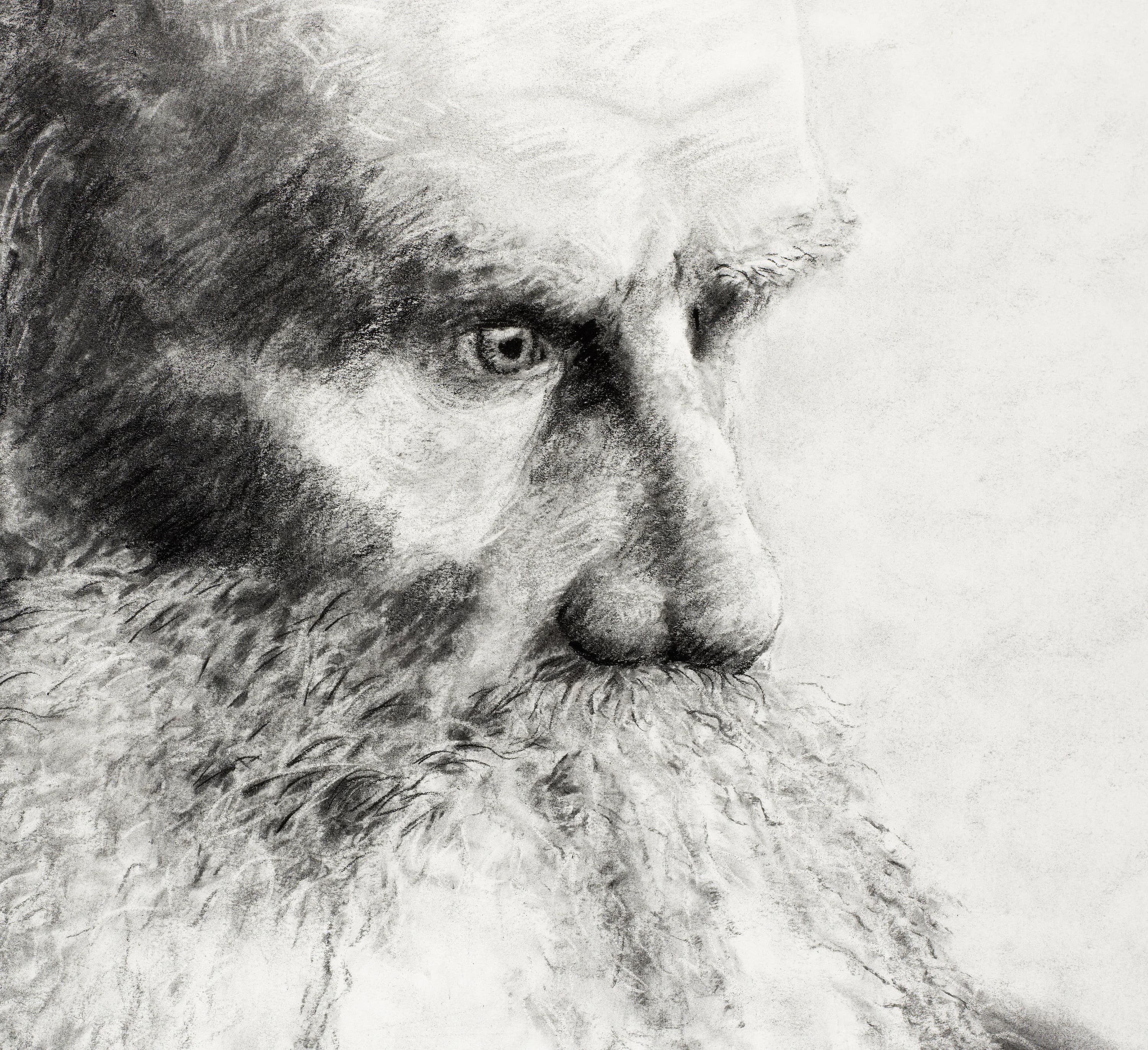 Leo Tolstoy, Charcoal Drawing, Digital Download - image 3