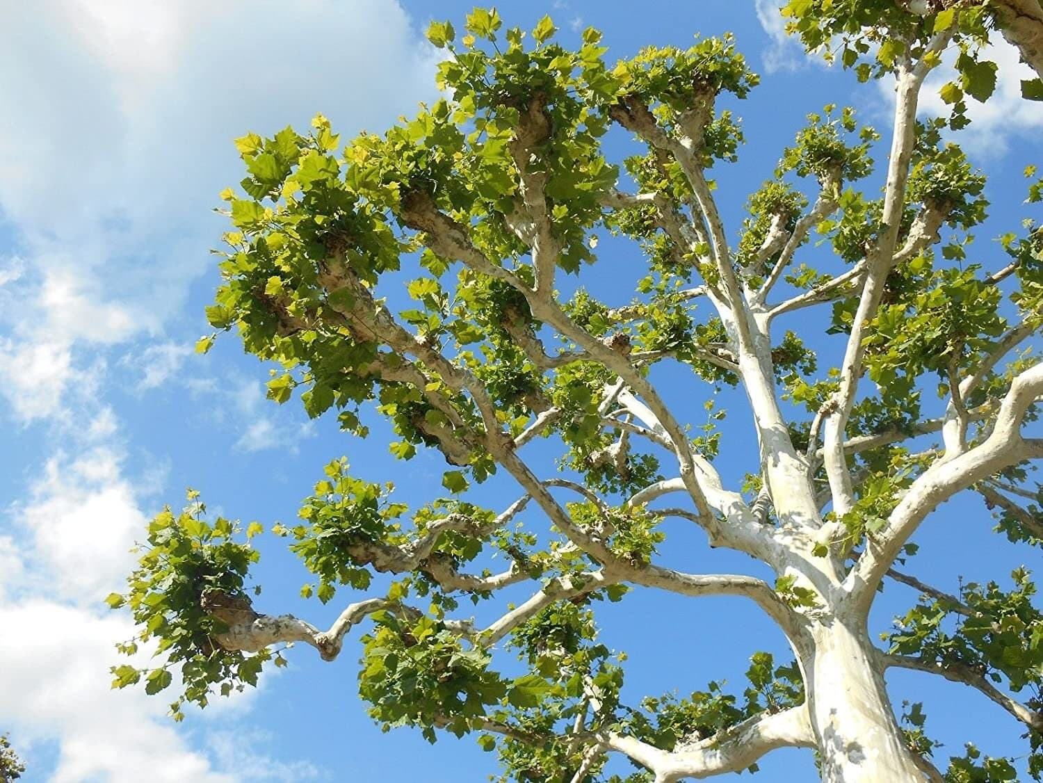 30+ Sycamore Tree Seeds Shipped from Florida Fast Shipping - image 2