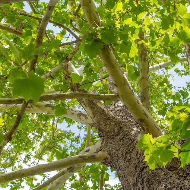 30+ Sycamore Tree Seeds Shipped from Florida Fast Shipping
