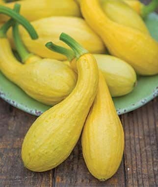 Heirloom Crookneck Yellow Squash seeds from Florida - image 2