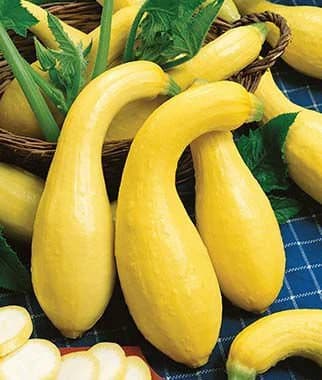 Heirloom Crookneck Yellow Squash seeds from Florida