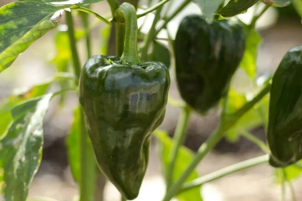 Heirloom Poblano Ancho Pepper Seeds Organically Grown in Florida