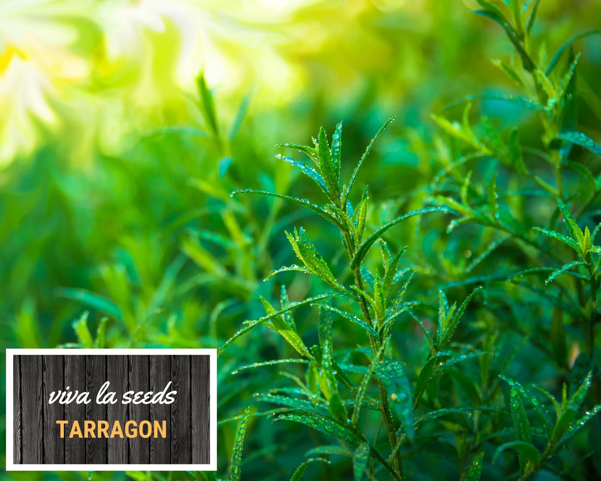 Tarragon | 300 Seeds | Medicinal & Culinary Herb | Non GMO - image 4