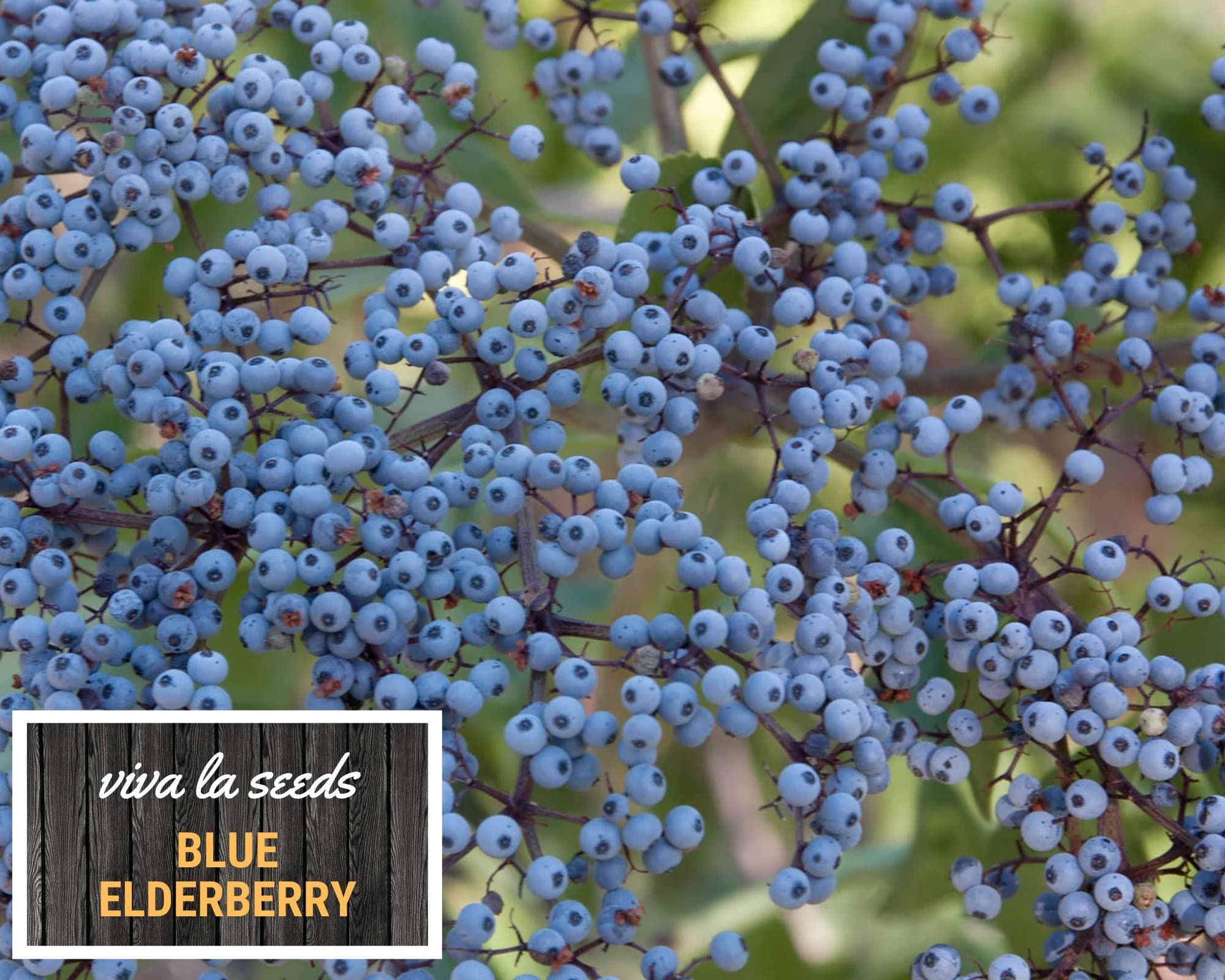 Elderberry - Blue | 50 Seeds | Medicinal | Culinary | Non GMO | Sambucus caerulea - image 4