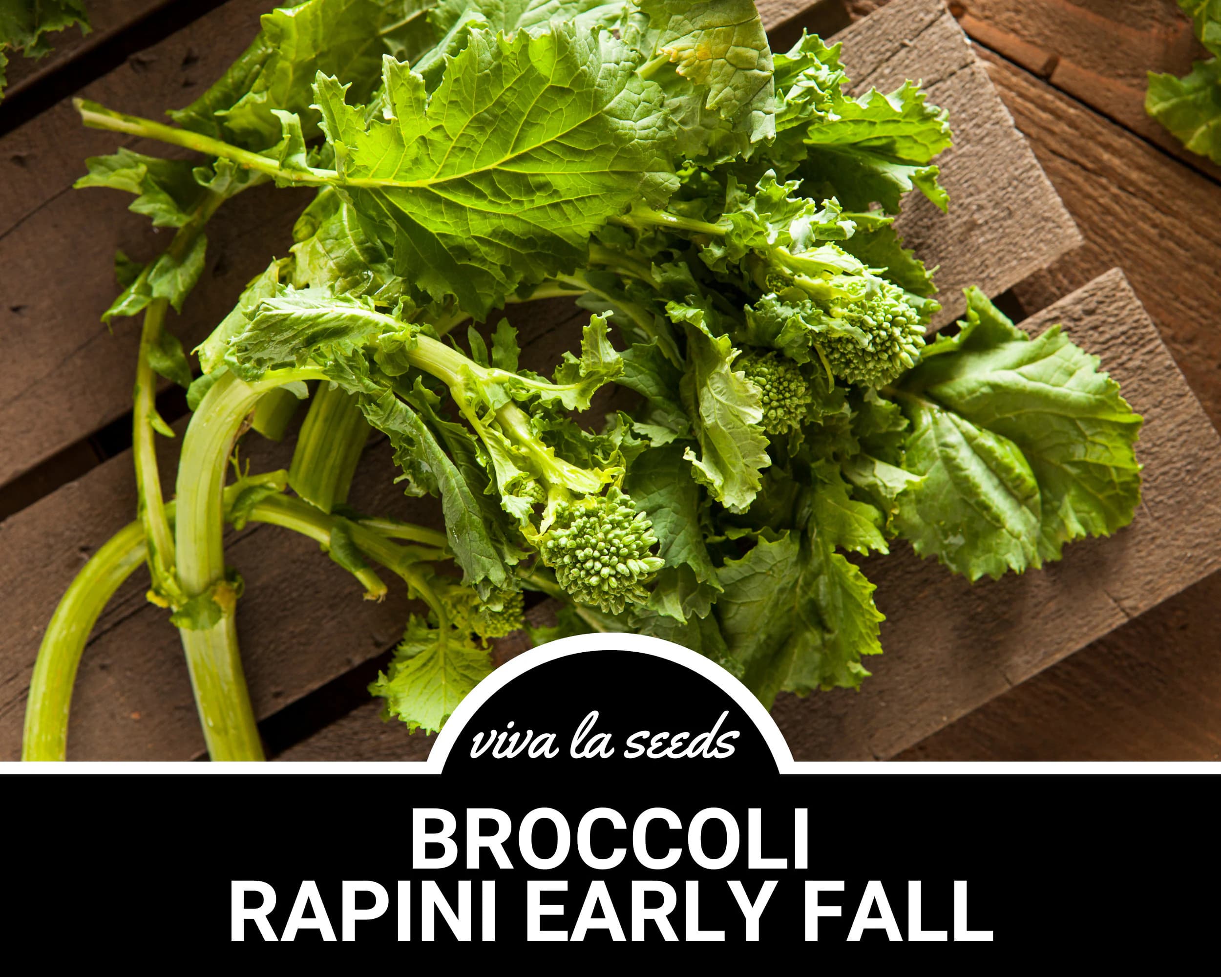 Broccoli, Rapini Early Fall (Raab) | 100 Seeds | Heirloom Vegetable | Open Pollinated | Non-GMO | Brasssica oleracea - image 3