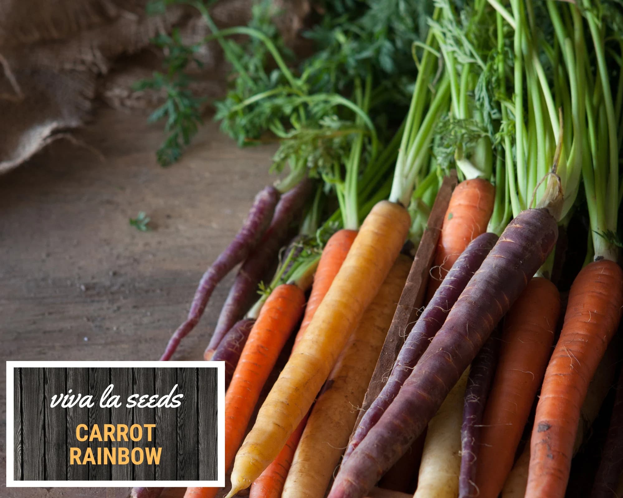 Carrot, Rainbow | 100 Seeds | Heirloom | Non-GMO | Daucus carota - image 3