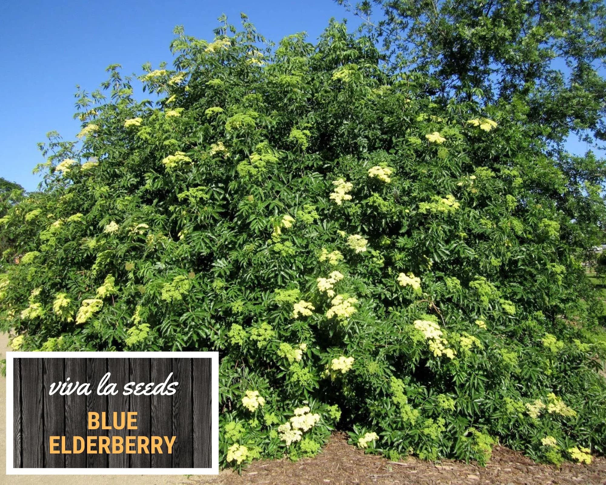 Elderberry - Blue | 50 Seeds | Medicinal | Culinary | Non GMO | Sambucus caerulea - image 5