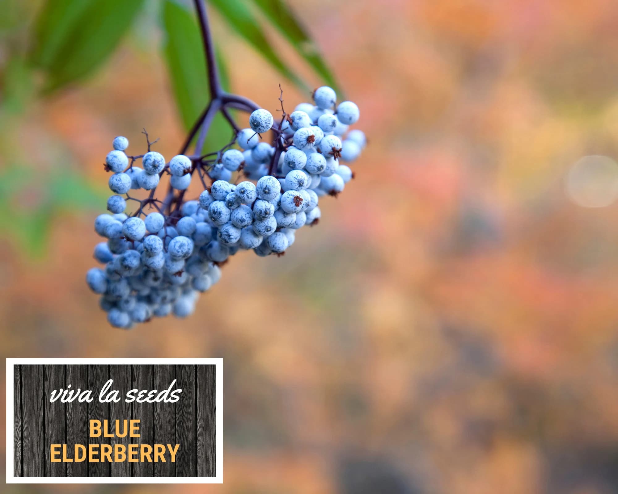 Elderberry - Blue | 50 Seeds | Medicinal | Culinary | Non GMO | Sambucus caerulea - image 3