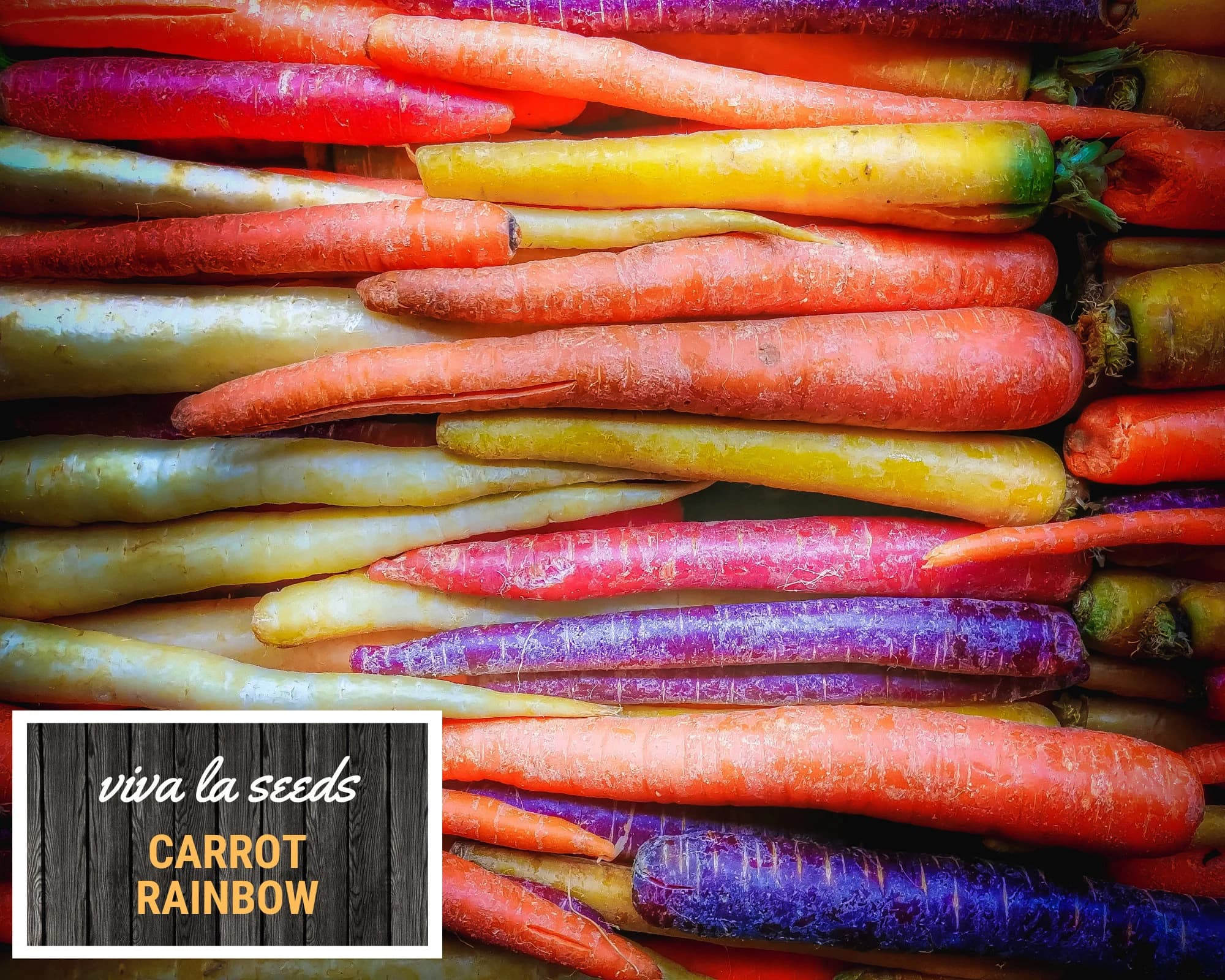 Carrot, Rainbow | 100 Seeds | Heirloom | Non-GMO | Daucus carota - image 5