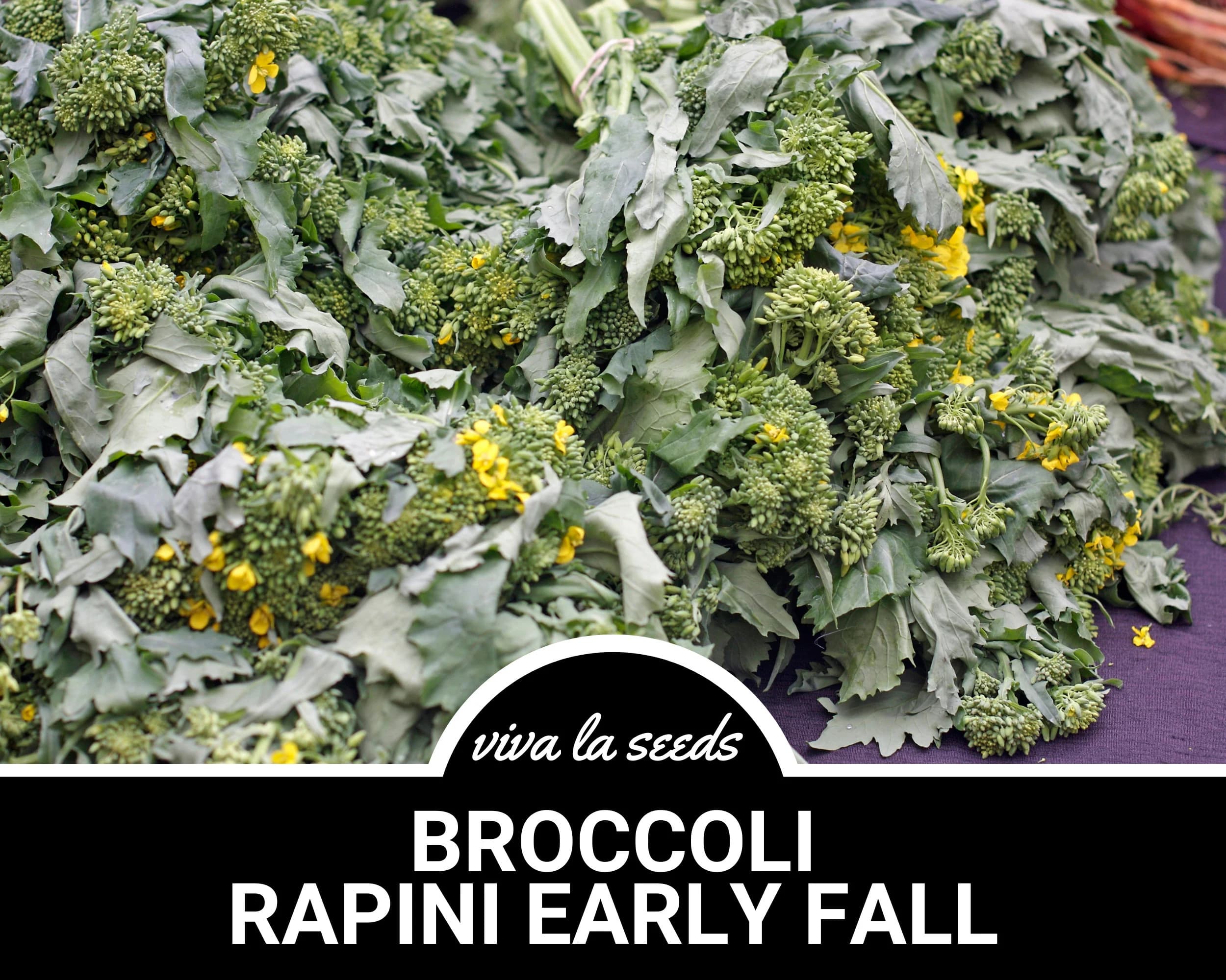 Broccoli, Rapini Early Fall (Raab) | 100 Seeds | Heirloom Vegetable | Open Pollinated | Non-GMO | Brasssica oleracea - image 4