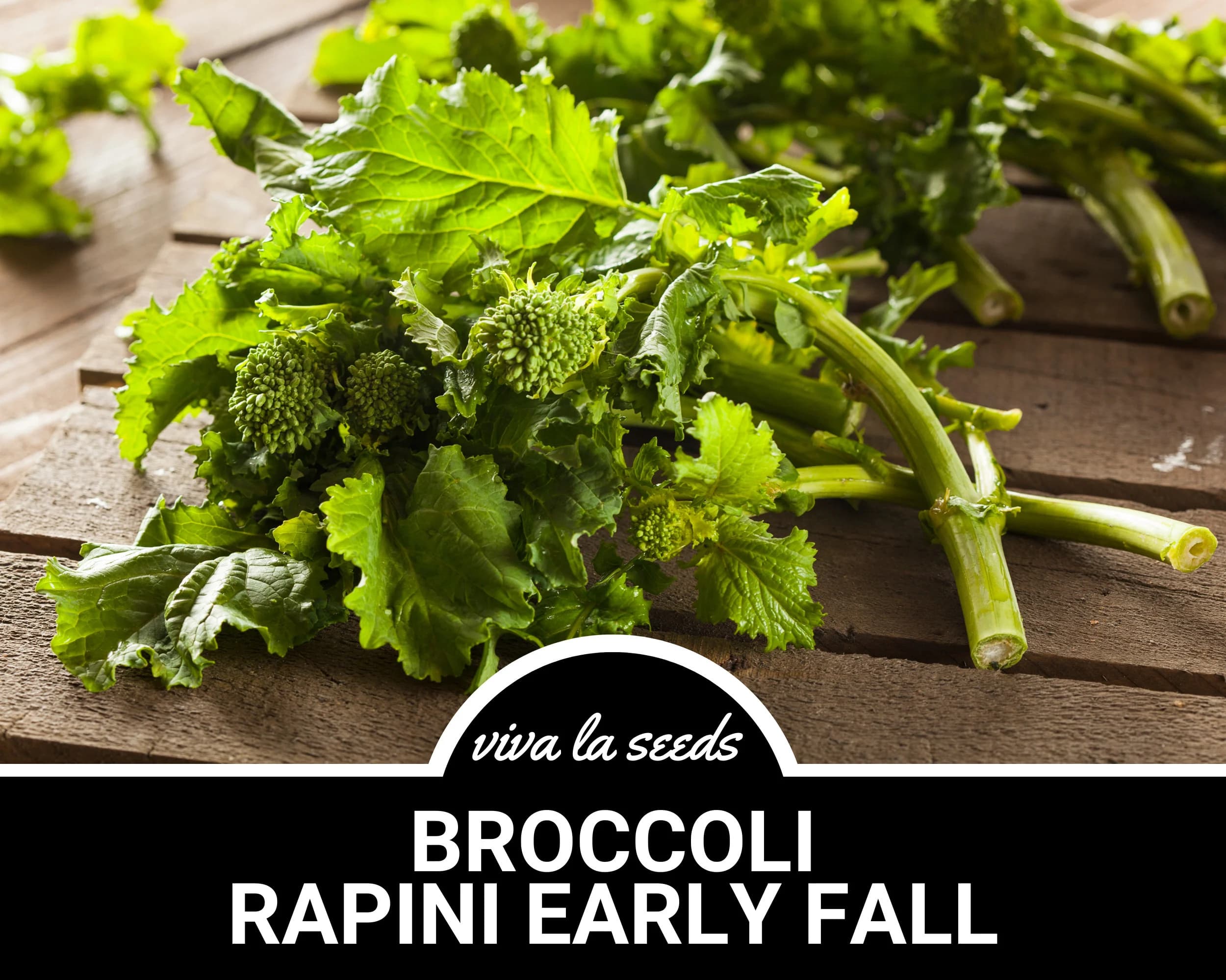 Broccoli, Rapini Early Fall (Raab) | 100 Seeds | Heirloom Vegetable | Open Pollinated | Non-GMO | Brasssica oleracea - image 5