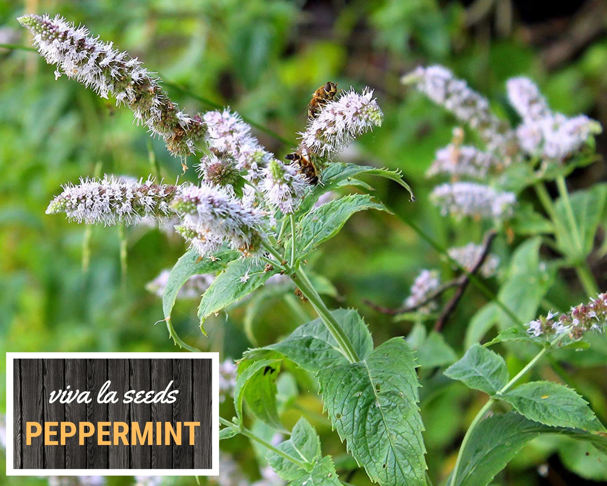 Peppermint | 100 Seeds | Medicinal | Culinary Herb | Non GMO | Mentha piperita - image 5