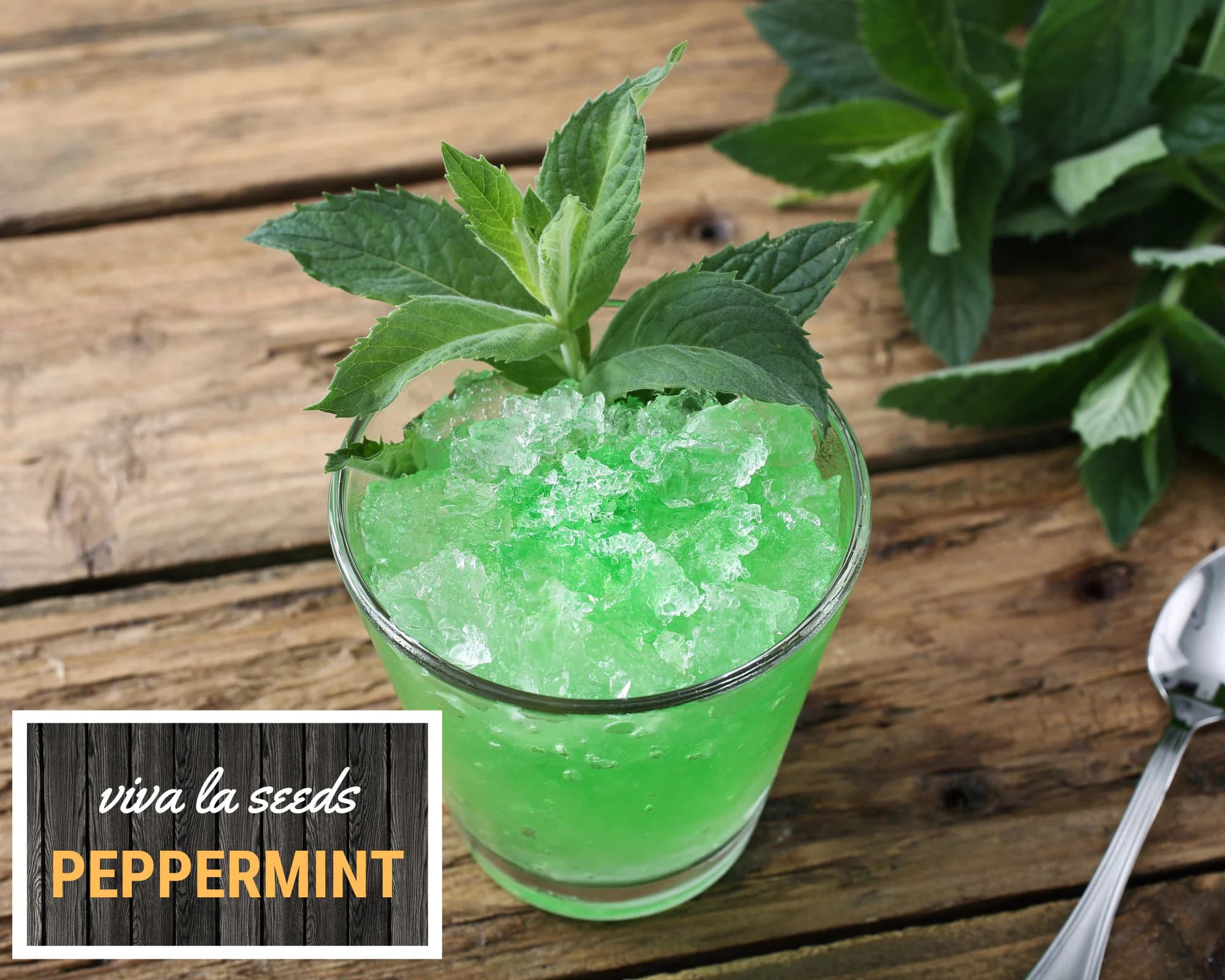 Peppermint | 100 Seeds | Medicinal | Culinary Herb | Non GMO | Mentha piperita - image 3