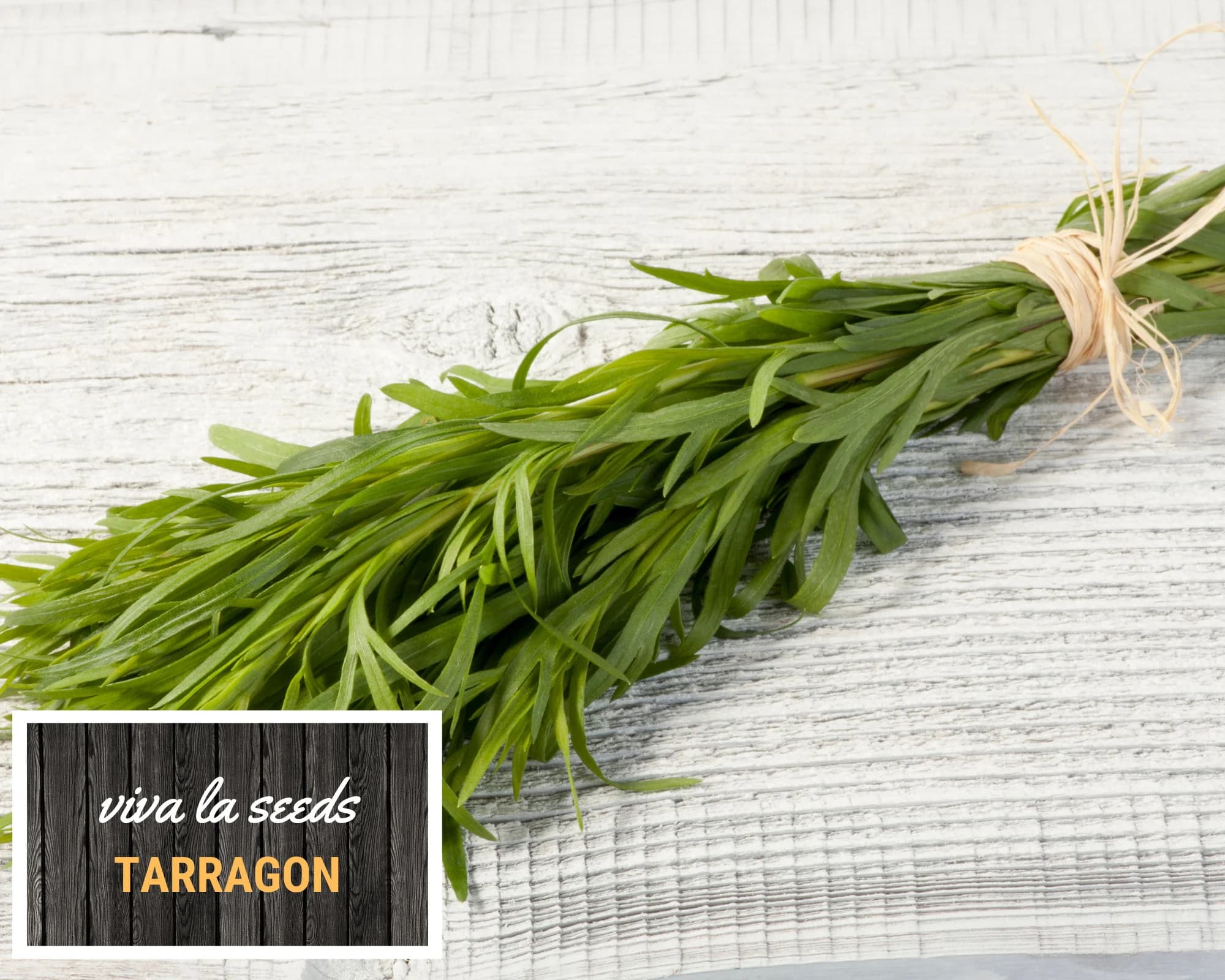 Tarragon | 300 Seeds | Medicinal & Culinary Herb | Non GMO - image 5