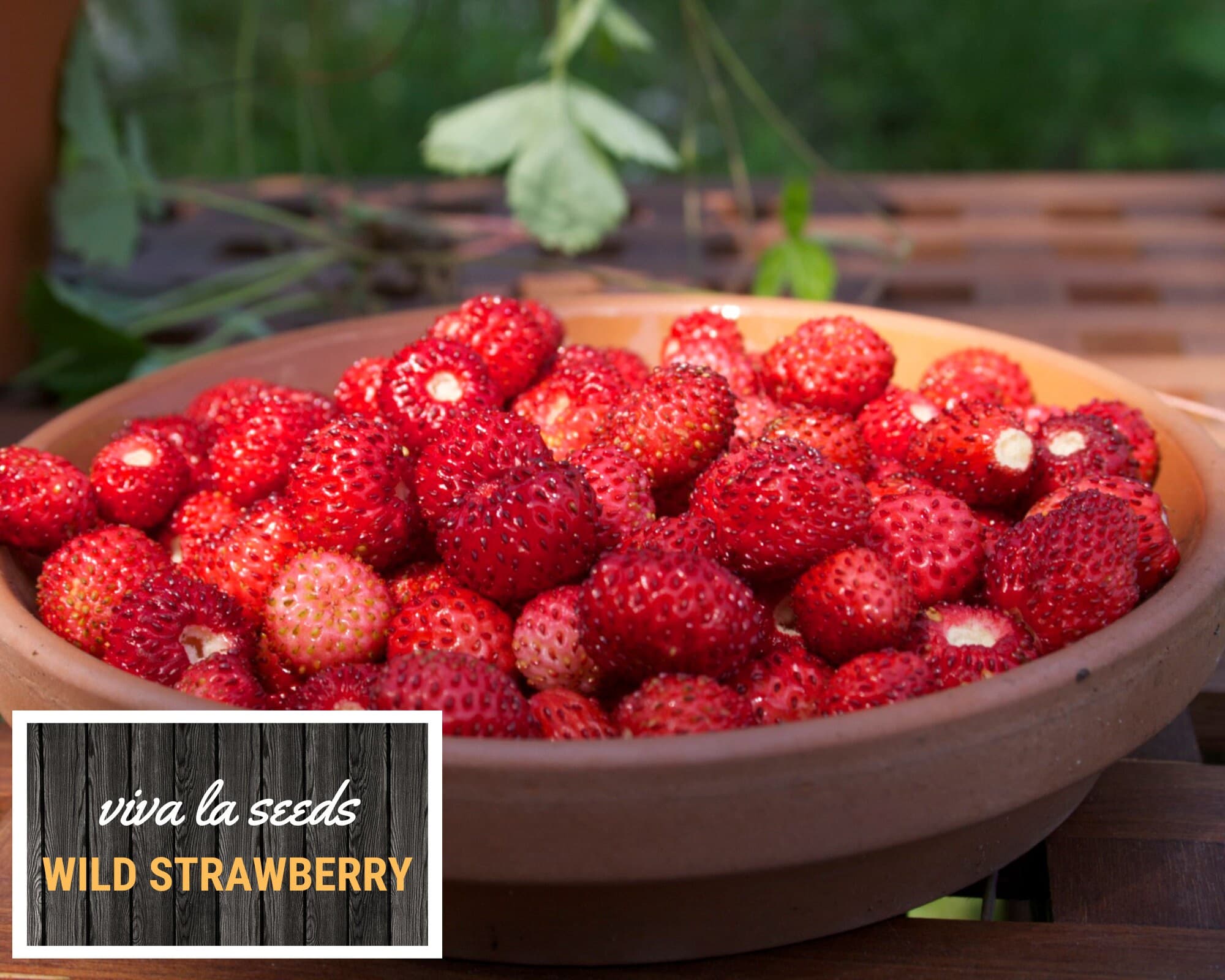 Strawberry, Wild | 200 Seeds | Heirloom | Non-GMO | Fragaria vesca - image 3