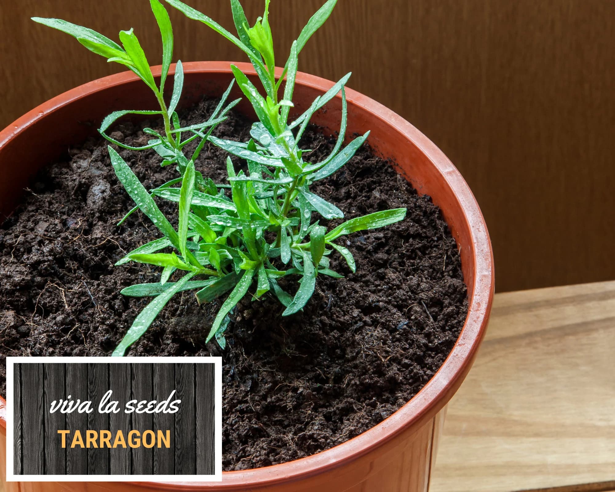 Tarragon | 300 Seeds | Medicinal & Culinary Herb | Non GMO - image 3