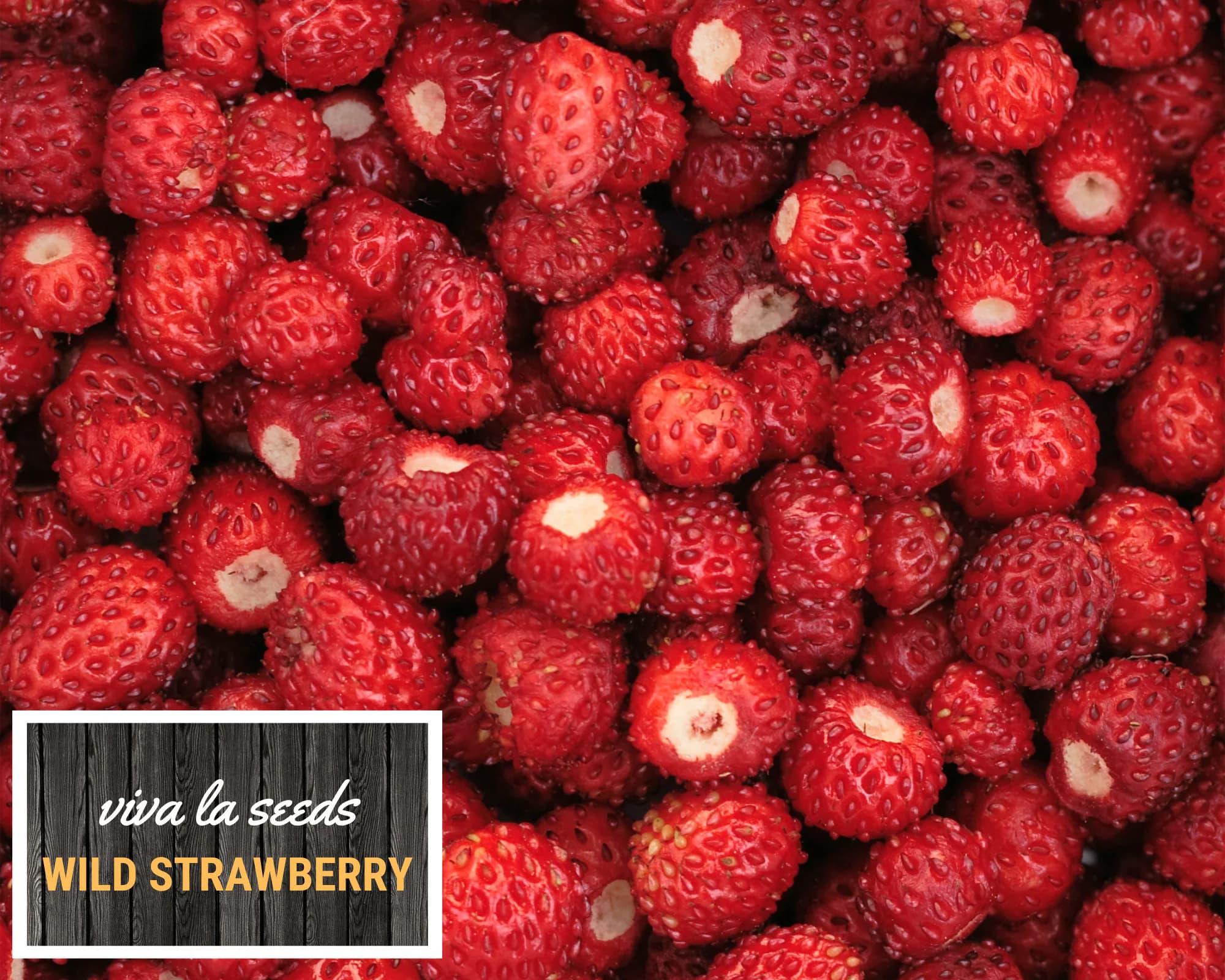Strawberry, Wild | 200 Seeds | Heirloom | Non-GMO | Fragaria vesca - image 5