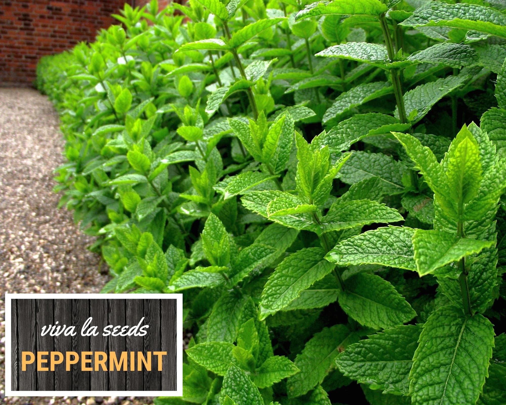 Peppermint | 100 Seeds | Medicinal | Culinary Herb | Non GMO | Mentha piperita - image 4