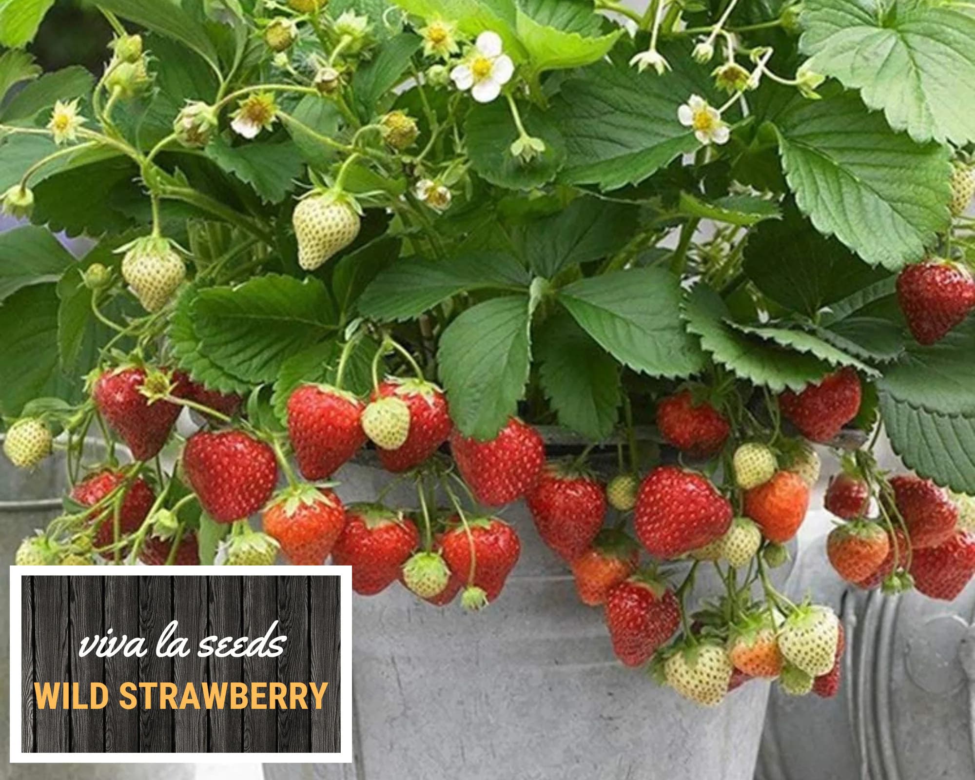 Strawberry, Wild | 200 Seeds | Heirloom | Non-GMO | Fragaria vesca - image 4