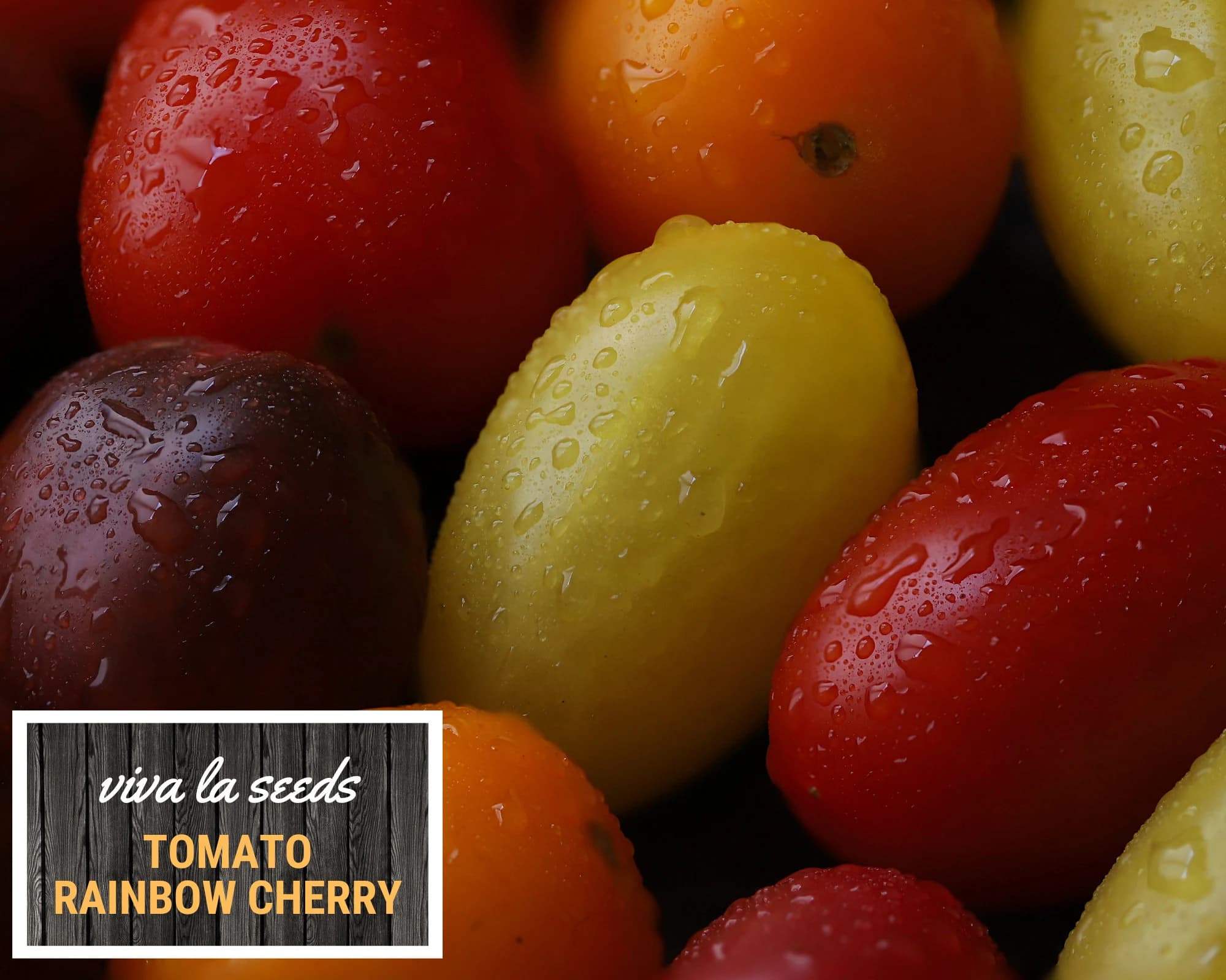 Tomato, Rainbow Cherry | 50 Seeds | Heirloom | Non-GMO | Lycopersicon esculemtum - image 3