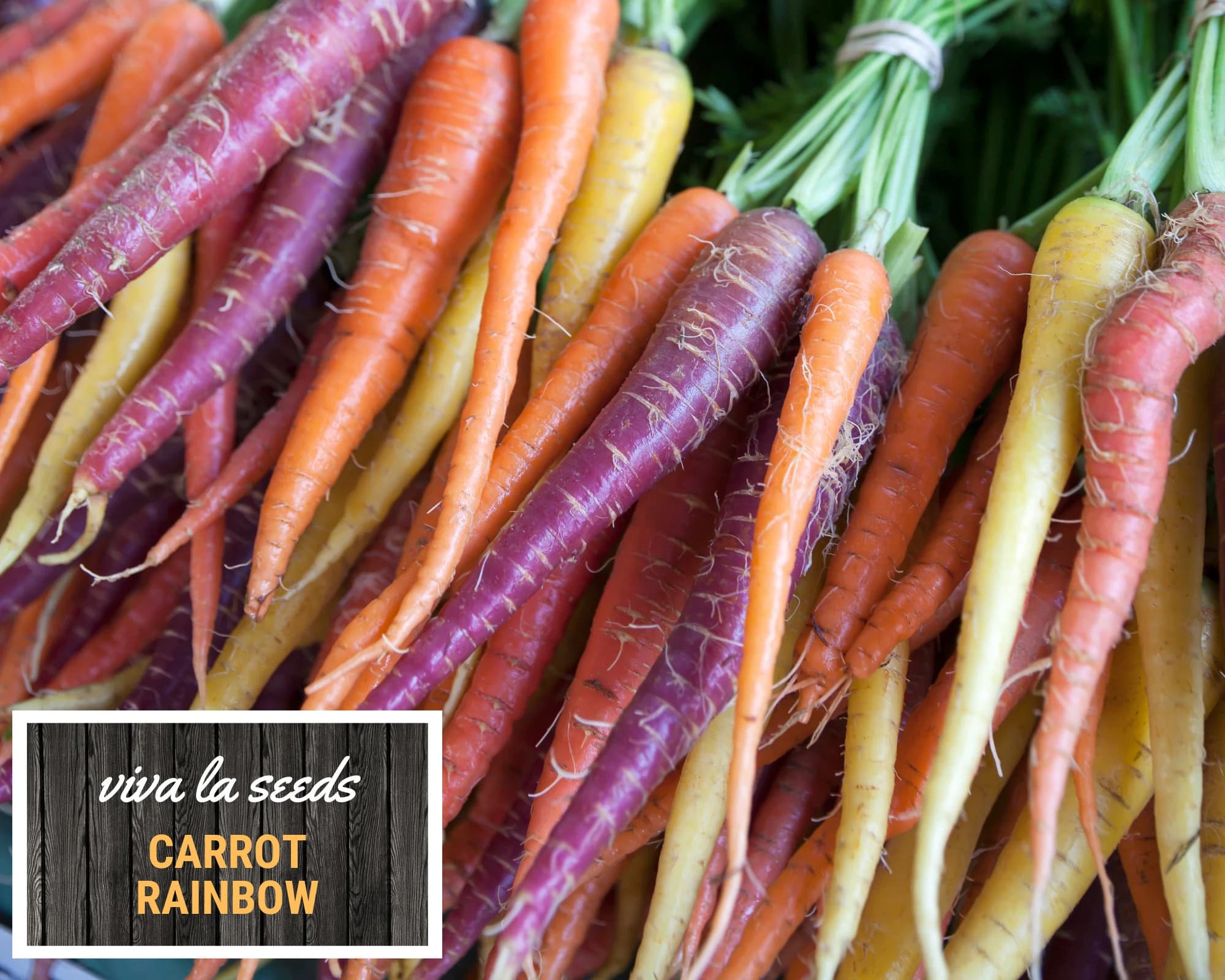 Carrot, Rainbow | 100 Seeds | Heirloom | Non-GMO | Daucus carota - image 4