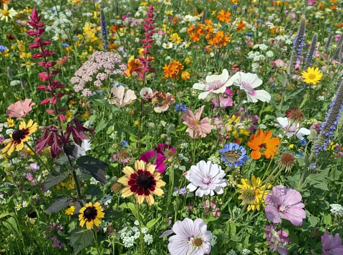 Butterfly and Hummingbird Wildflower Seed Mix | Heirloom Pollinator Garden Seeds | Wildflower Blend - image 3