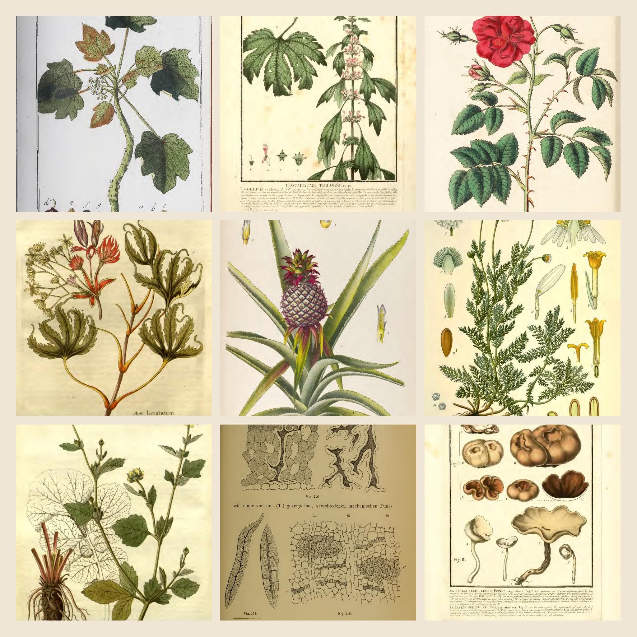 4452+ Drawings and Illustrations on Herbs And Herbal Medicine Botany Artwork Vol 2 | Apothecary Tinctures Remedies Collection | Size 4.9 GB - image 5