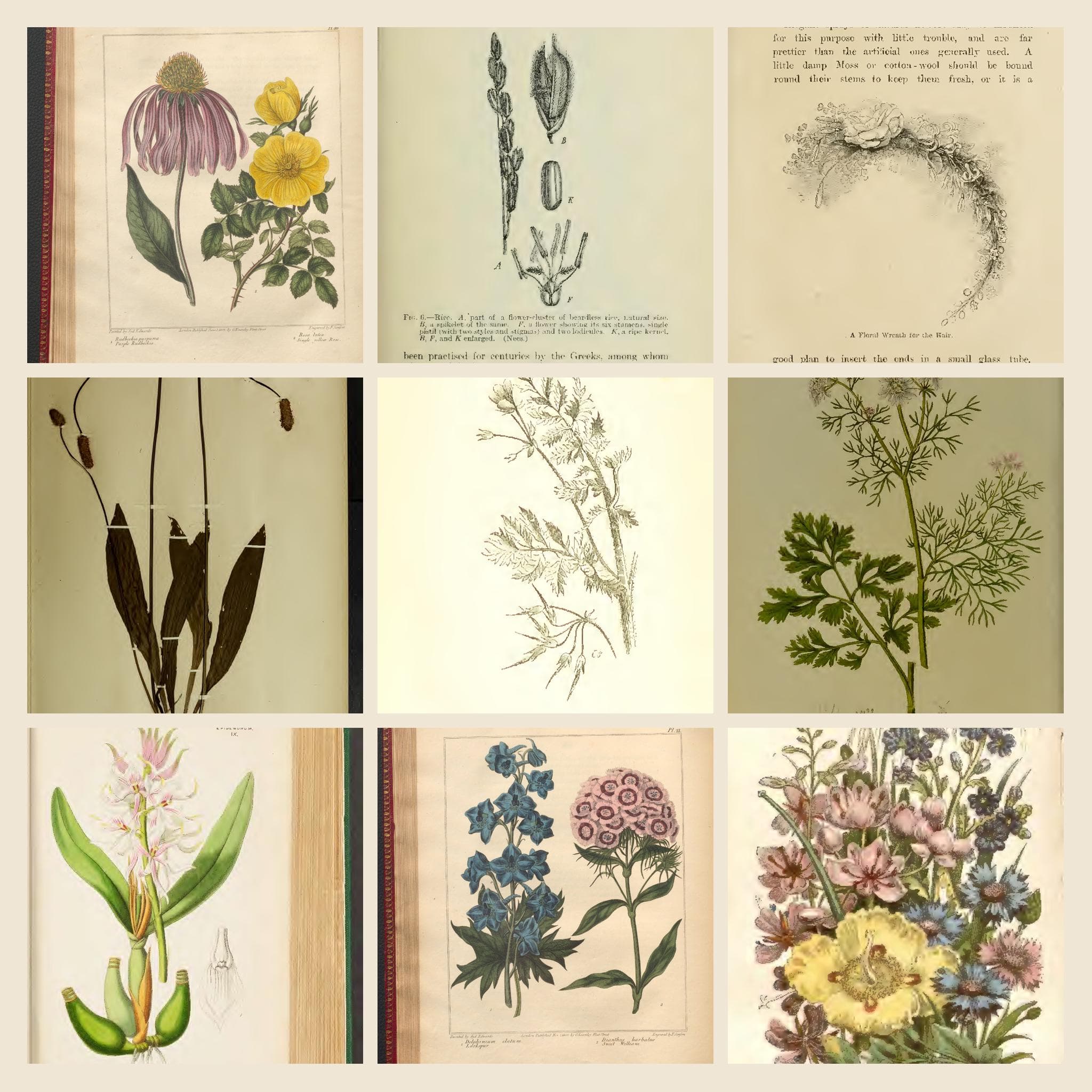 6221+ Drawings and Illustrations on British Flora, Plants & Flowers β Artwork Vol 2 | British Botany Wild Flowers Collection | Size 5.1 GB - image 3