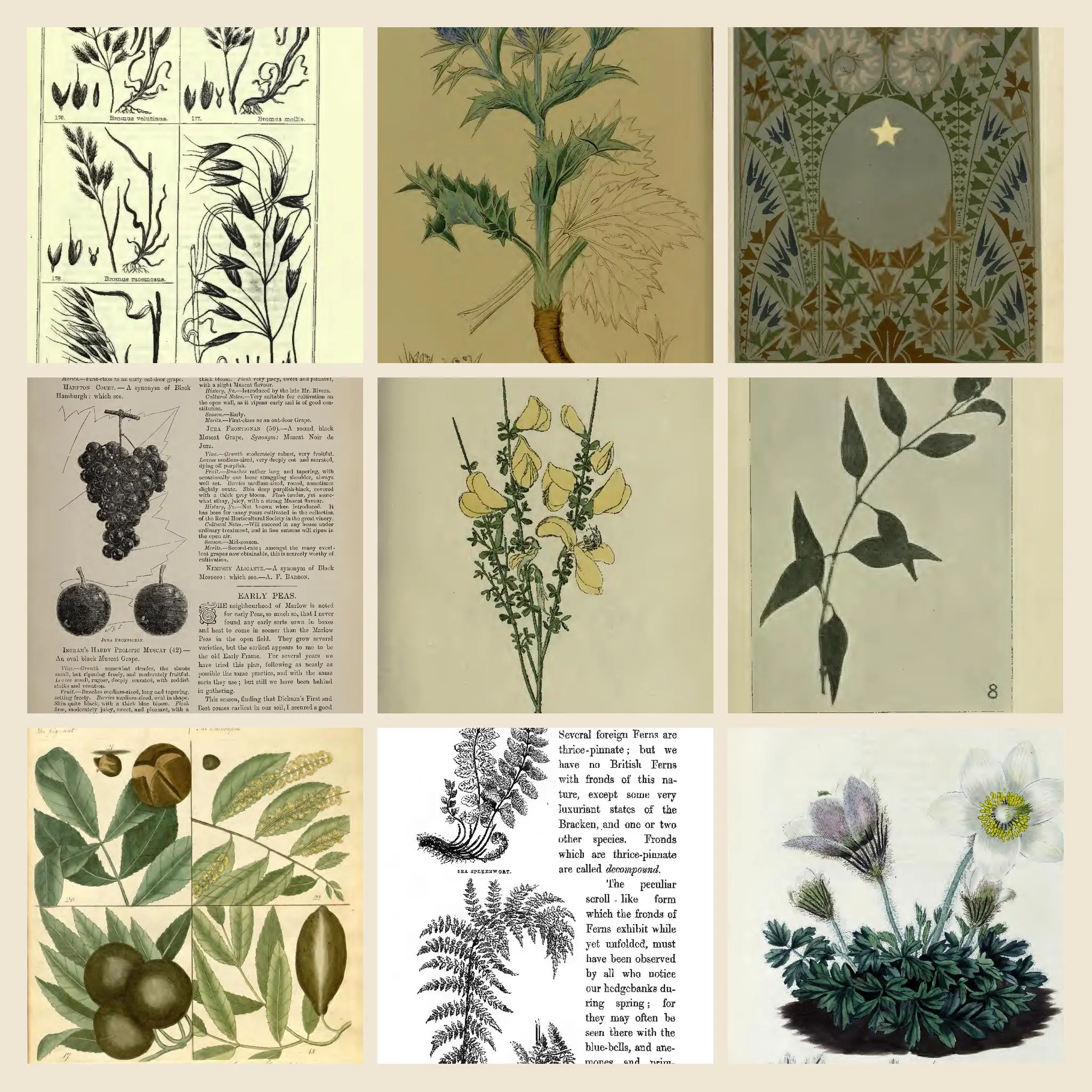 6221+ Drawings and Illustrations on British Flora, Plants & Flowers β Artwork Vol 2 | British Botany Wild Flowers Collection | Size 5.1 GB - image 4