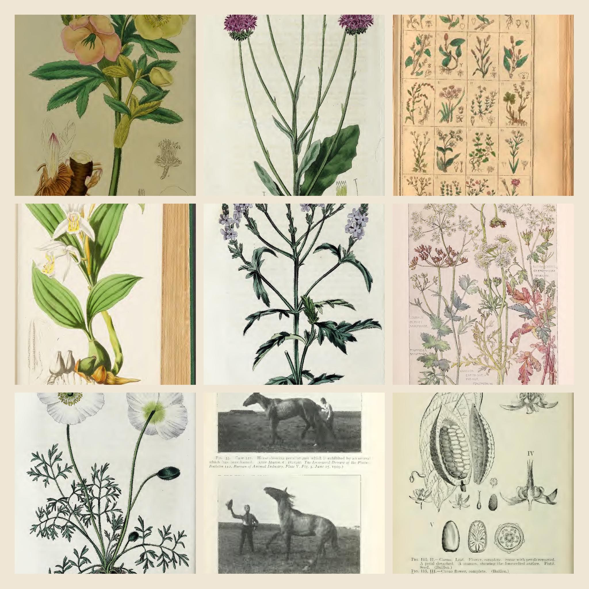 6221+ Drawings and Illustrations on British Flora, Plants & Flowers β Artwork Vol 2 | British Botany Wild Flowers Collection | Size 5.1 GB - image 5
