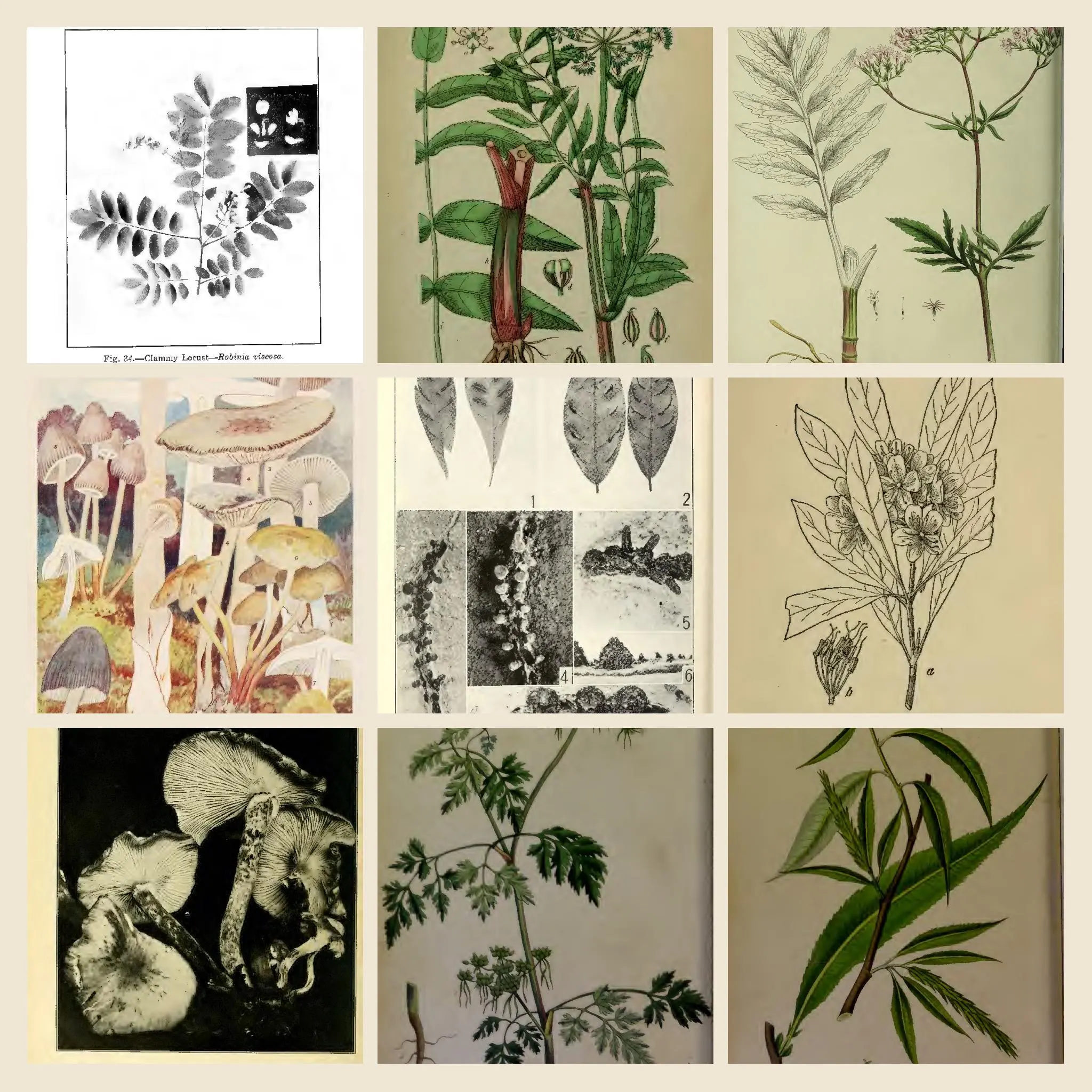 1832+ Drawings and Illustrations on Poisonous Plants Artwork | Vintage Botany Plant Illustration, Poison Garden Collection | Size 1.1 GB - image 4