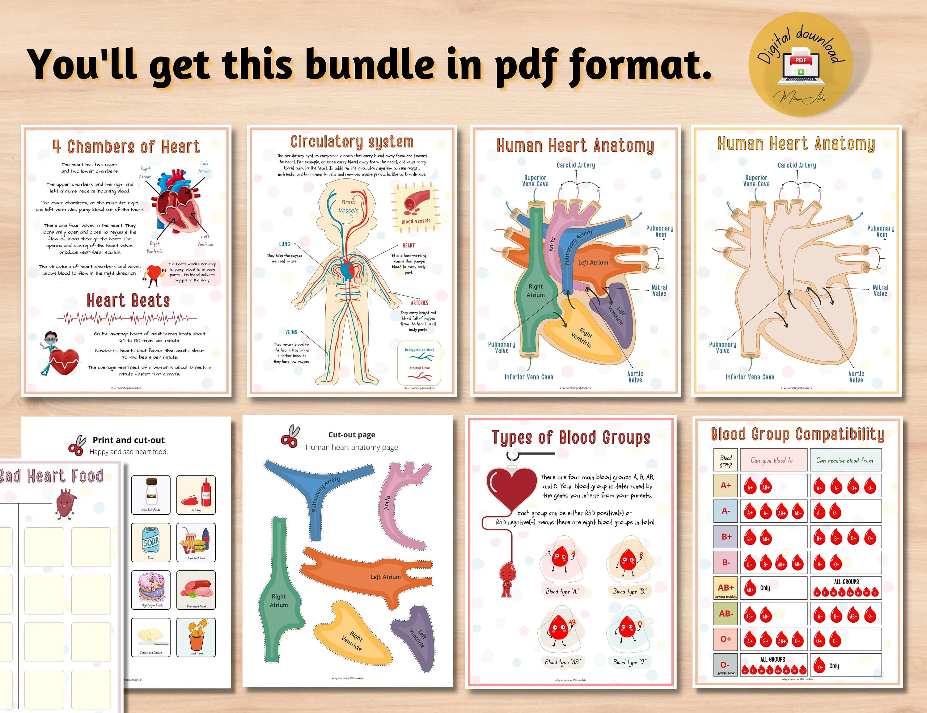 Human Heart Anatomy Printable Activity | Homeschool Curriculum | Study Bundle