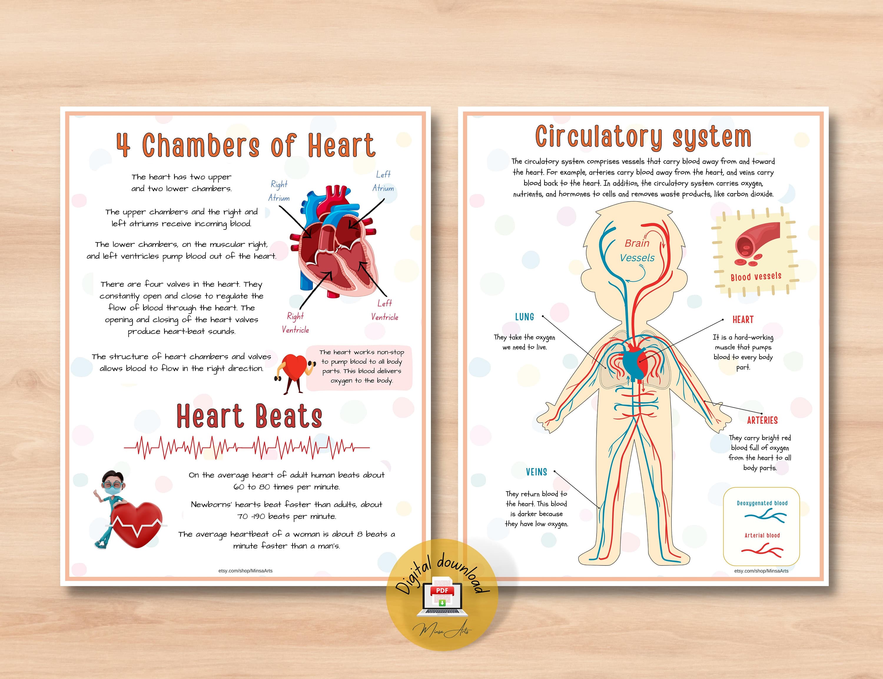 Human Heart Anatomy Printable Activity | Homeschool Curriculum | Study Bundle