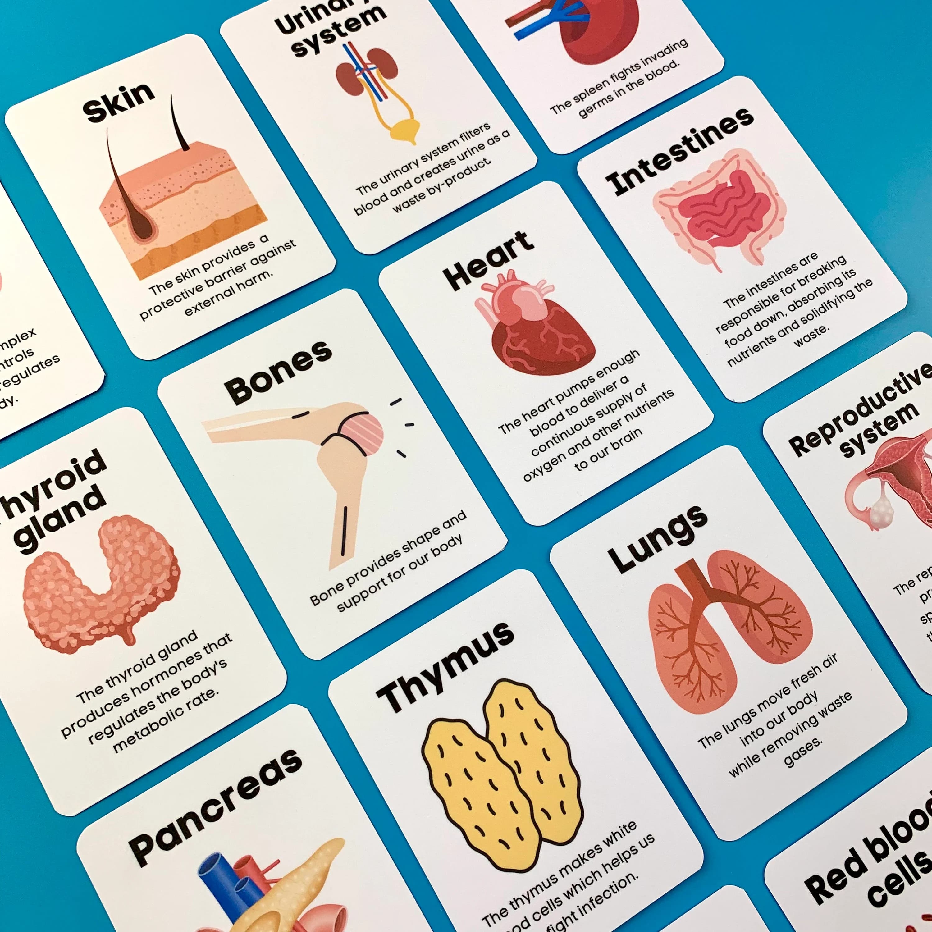 Human Anatomy Flash Cards Parts of the Body Scientific Body Children Educational Science Kids Learning Preschool - image 5