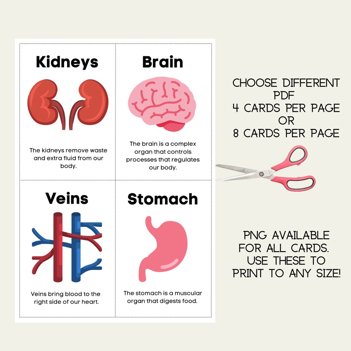 Human Anatomy Flash Cards Parts of the Body Scientific Body Children Educational Science Kids Learning Preschool - image 4