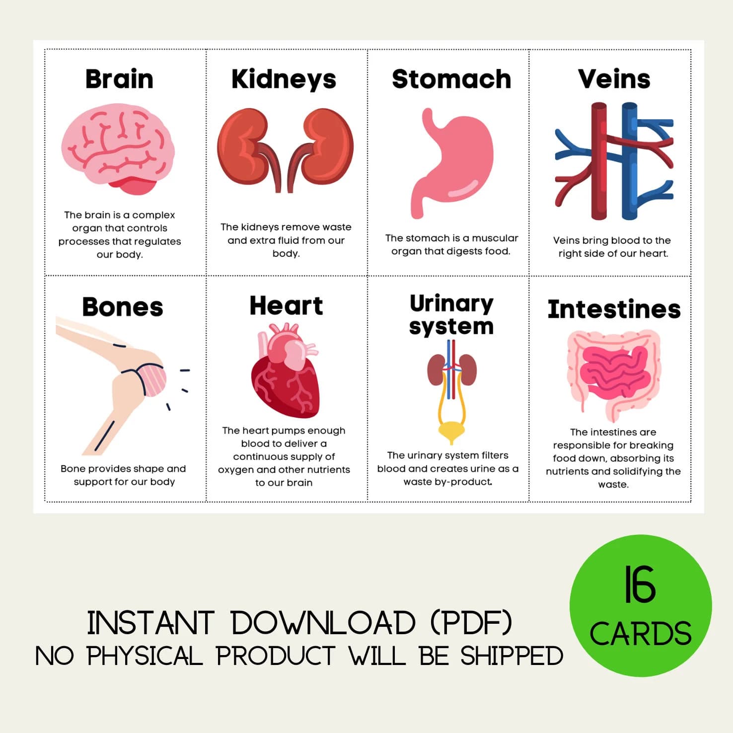 Human Anatomy Flash Cards Parts of the Body Scientific Body Children Educational Science Kids Learning Preschool - image 3