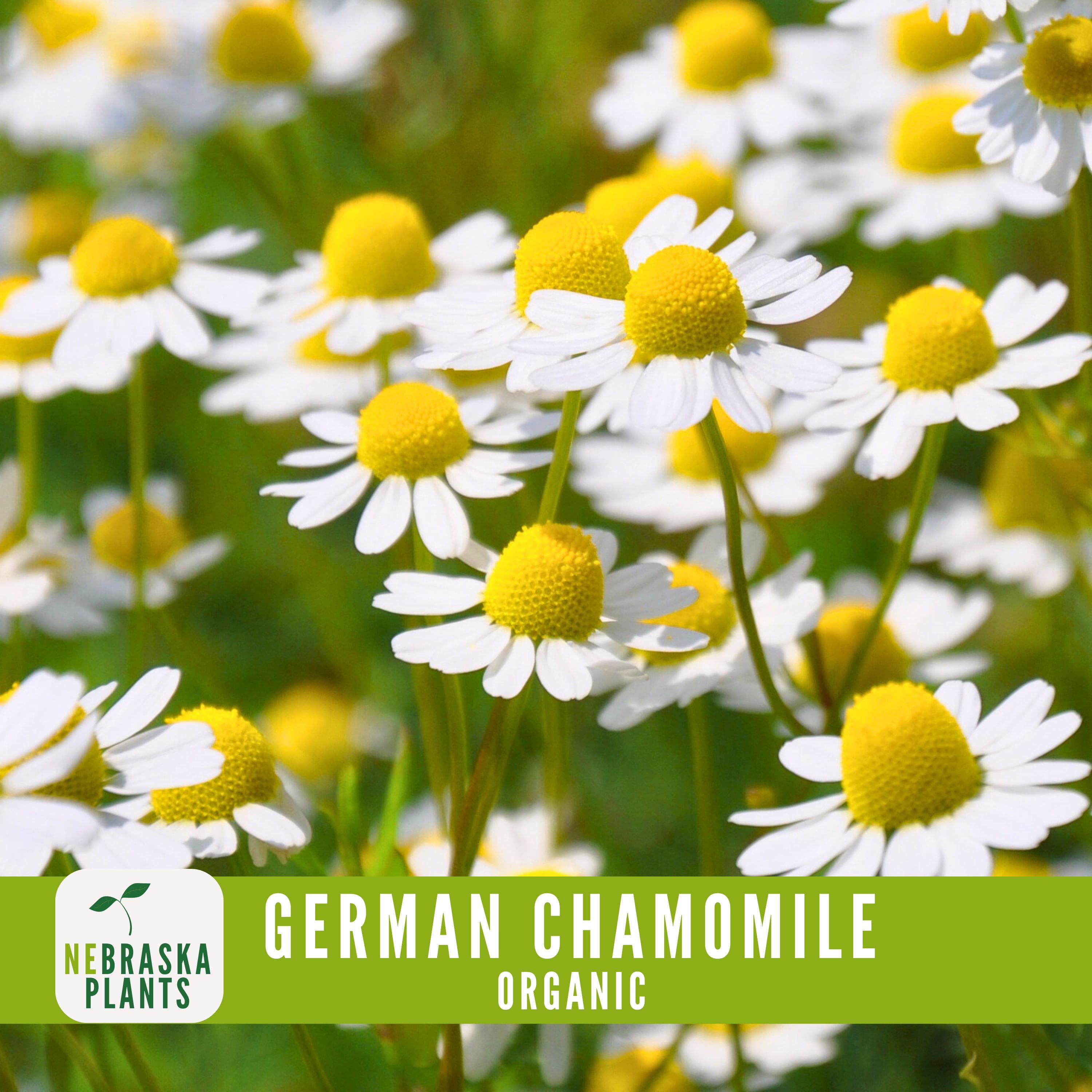 Organic German Chamomile Seeds - Heirloom, Non-GMO Organic Chamomile Seeds - image 3