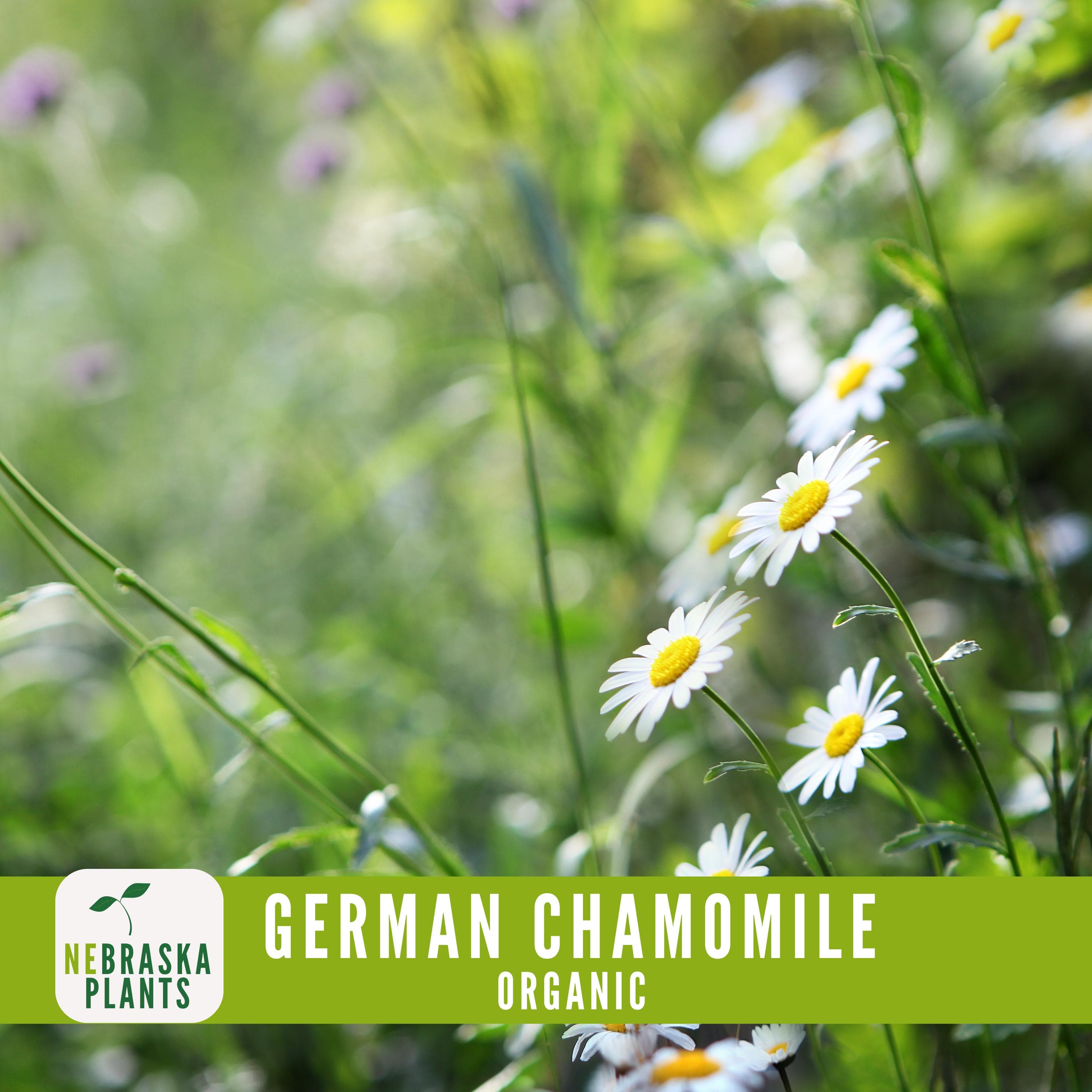 Organic German Chamomile Seeds - Heirloom, Non-GMO Organic Chamomile Seeds - image 4