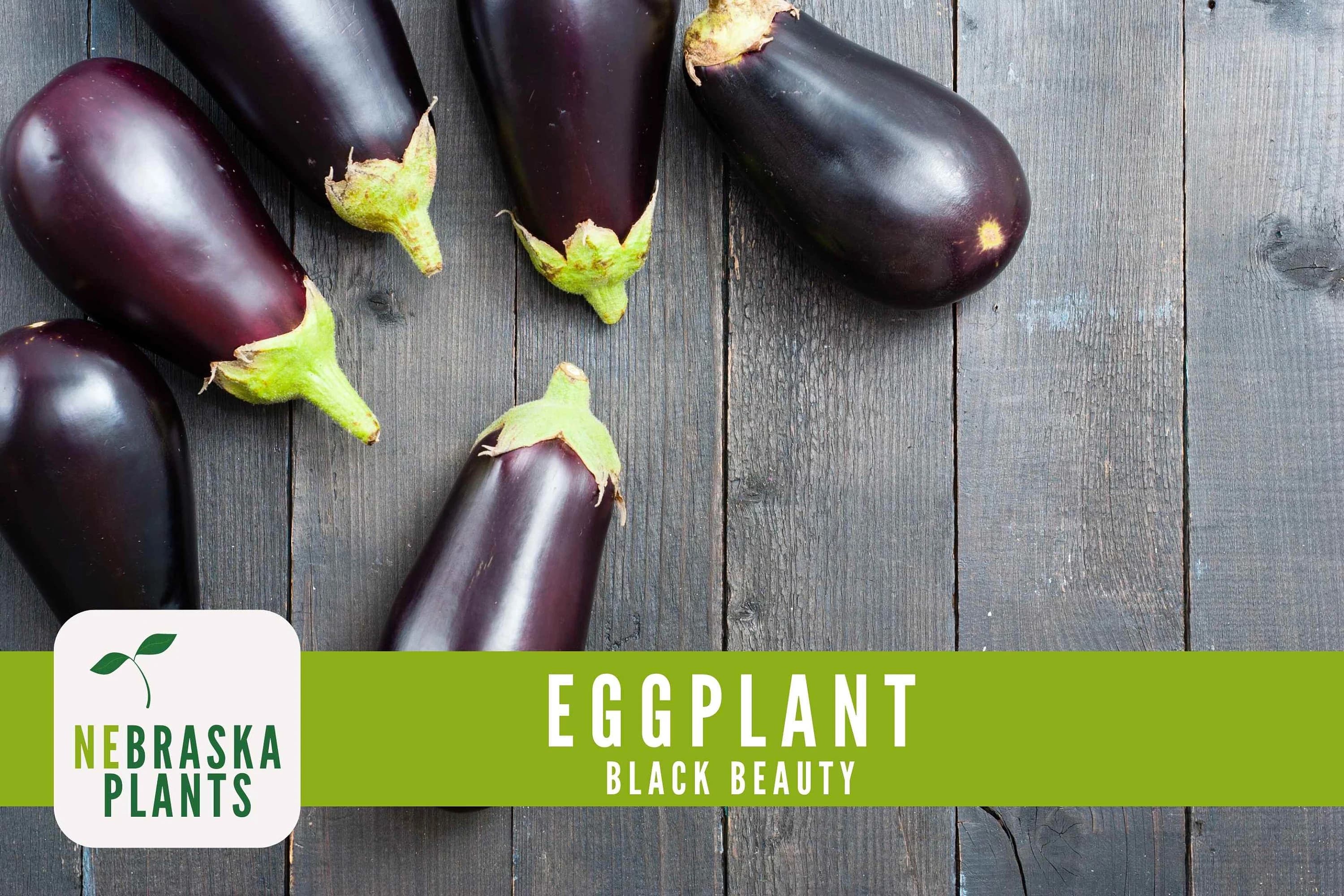 Eggplant Seeds - Black Beauty Eggplant Seeds - image 2