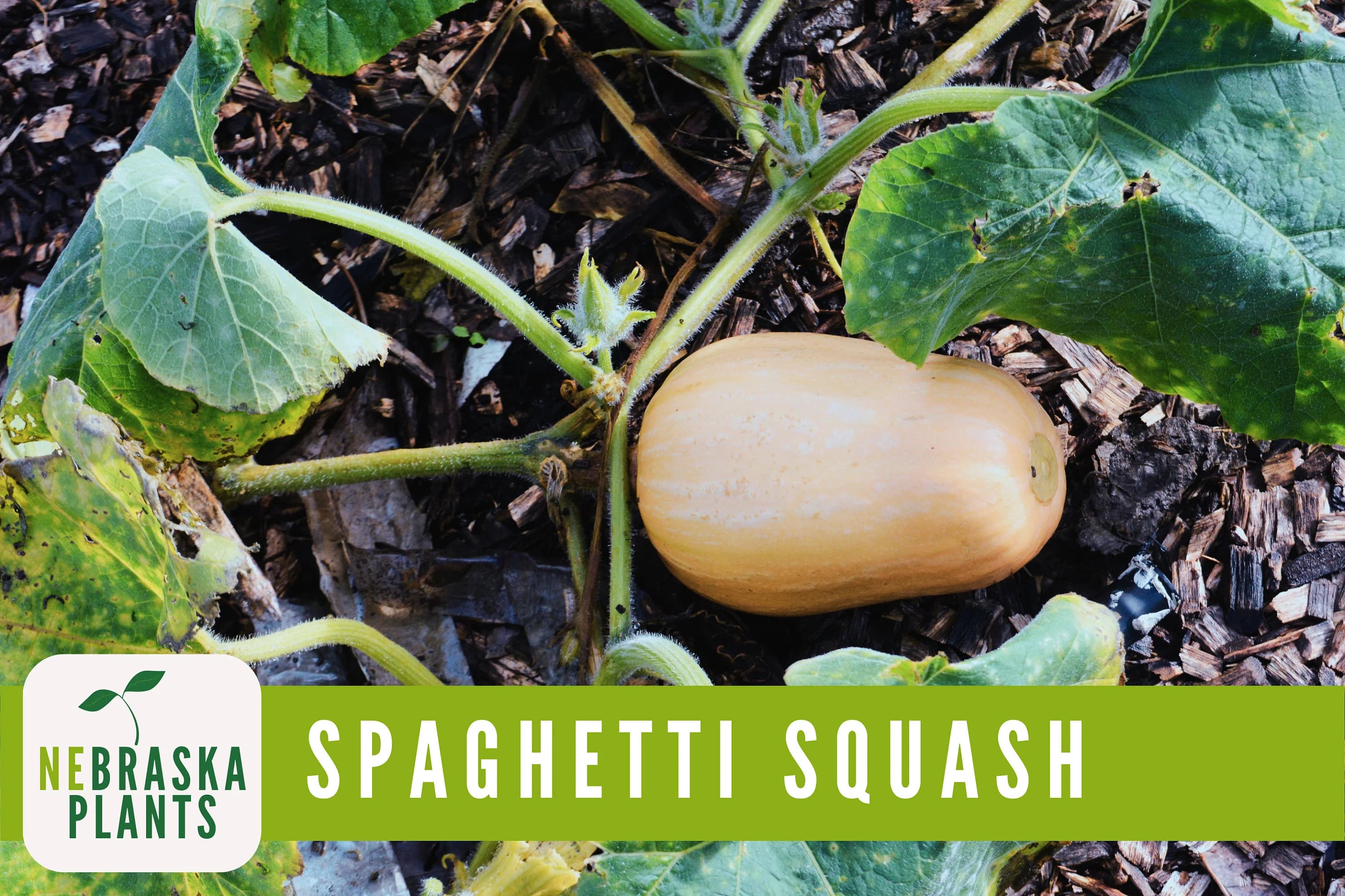 Spaghetti Squash Seeds - Winter Spaghetti Squash Heirloom Seeds - image 2