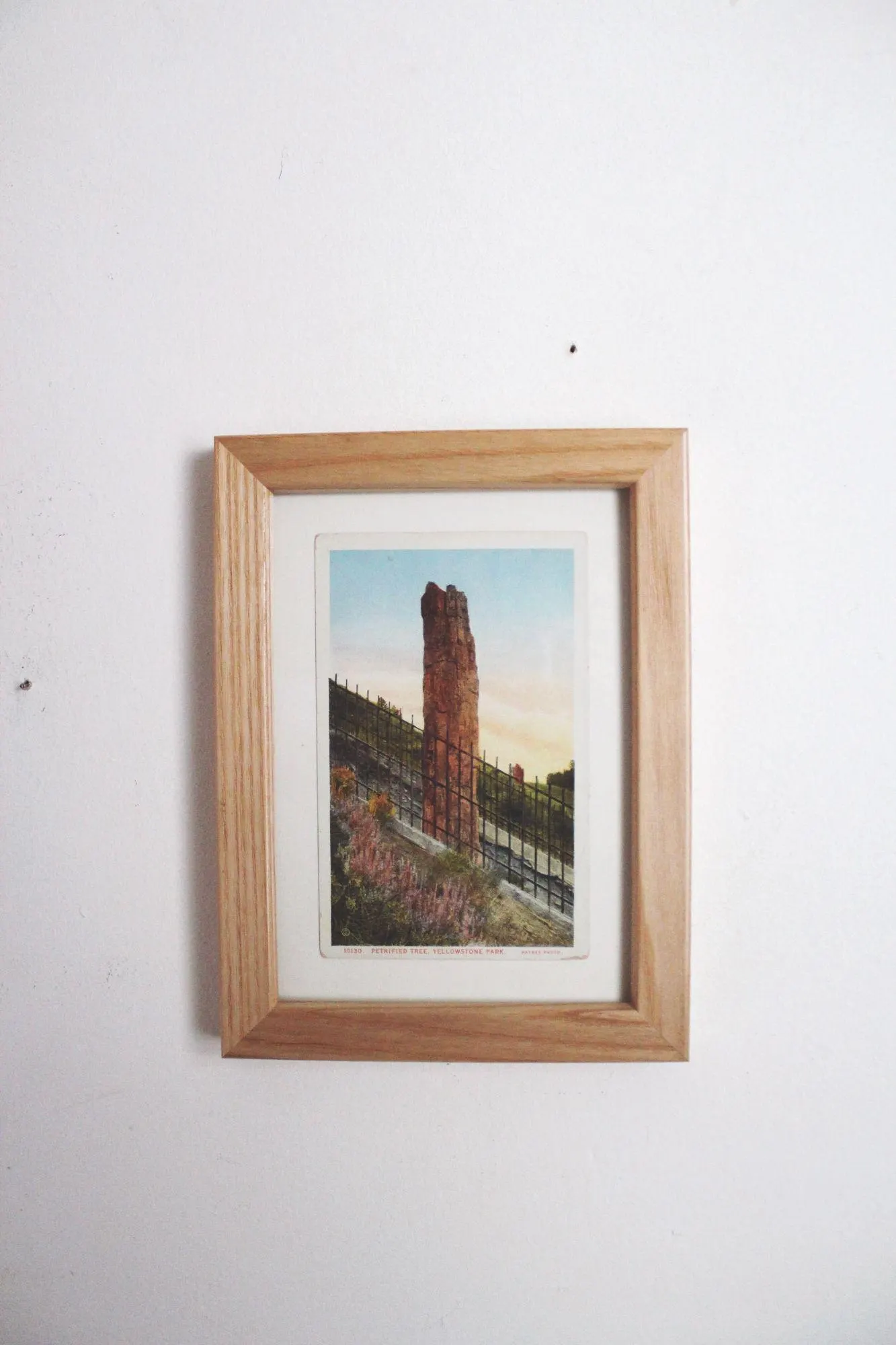 Framed Vintage Yellowstone Park Postcard Petrified Tree Wood Frame Wall Art Decor 5x7 - image 3