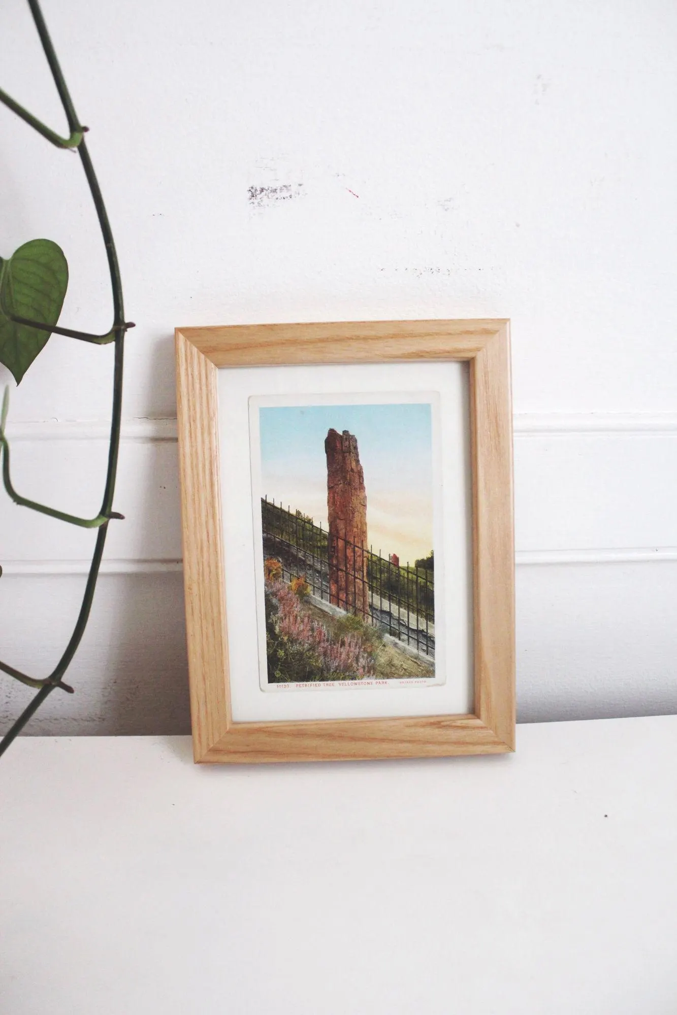 Framed Vintage Yellowstone Park Postcard Petrified Tree Wood Frame Wall Art Decor 5x7 - image 5