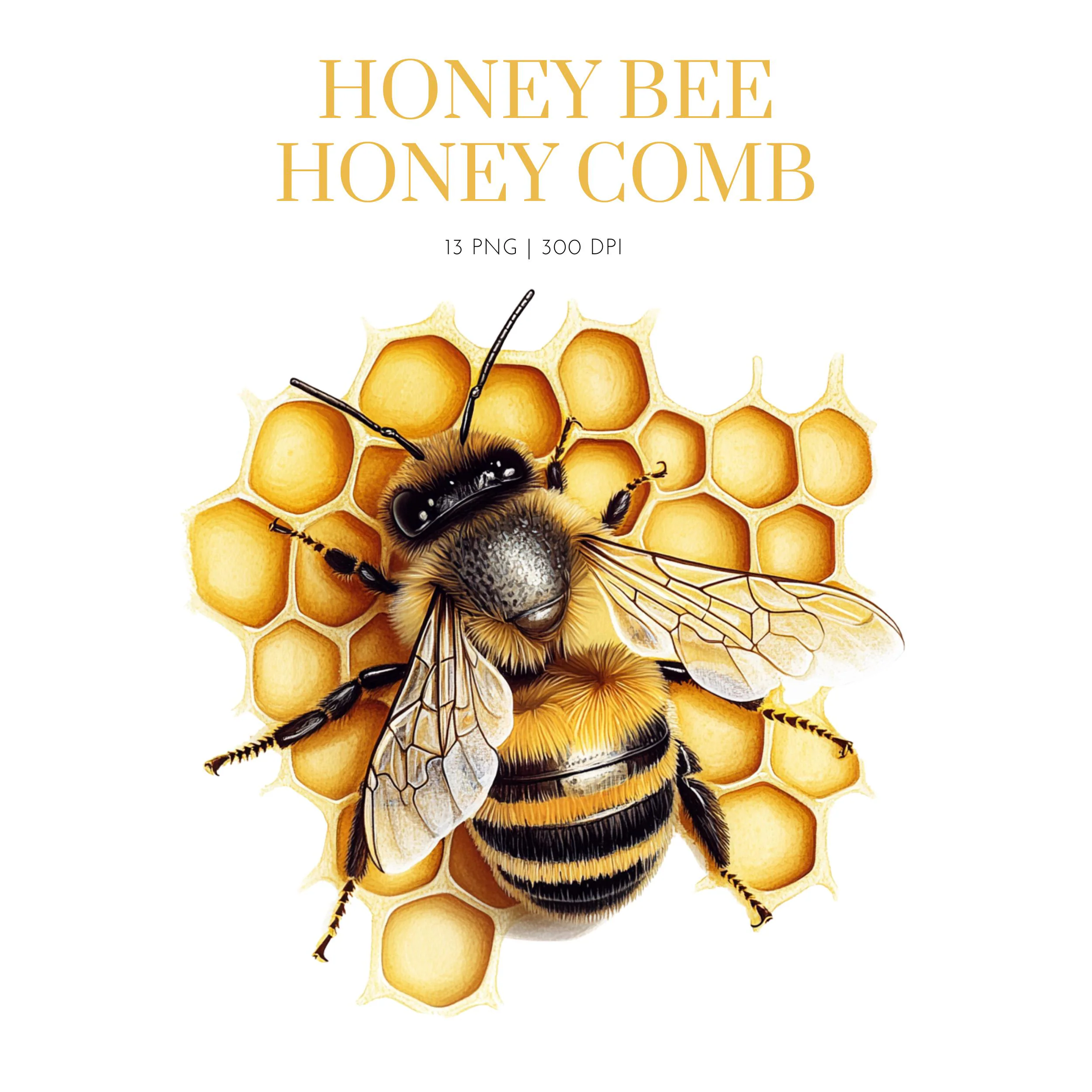 Honey Bee Watercolor , Honey Bees Clipart, Honey Comb Clipart, Beehive, Bee clipart,Honey comb png images, Honey bee design clipart, Bee
