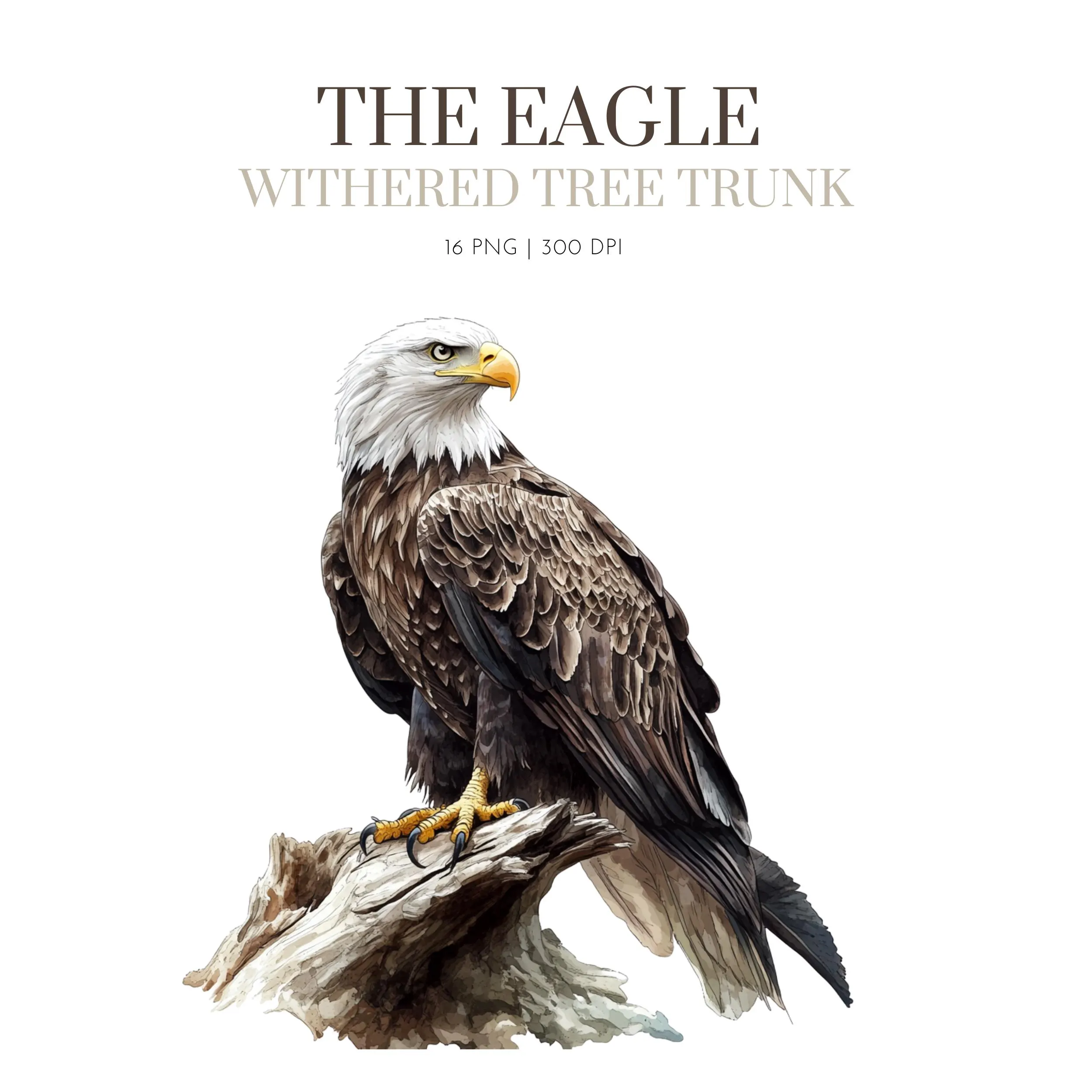 Eagle Clipart, Bald Eagle, Printable Watercolor clipart, Eagle watercolor clipart, Bald eagle clipart, watercolor clipart,bald eagle clipart