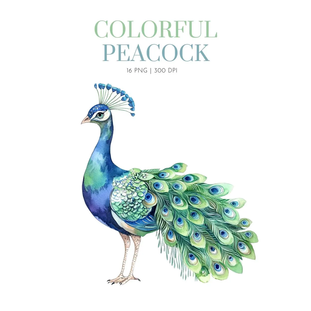 Watercolor Adorable Colorful Peacock Clipart, Watercolor Peacock clipart, Peacock clipart png, Peacock images, Peacock bird clip art png