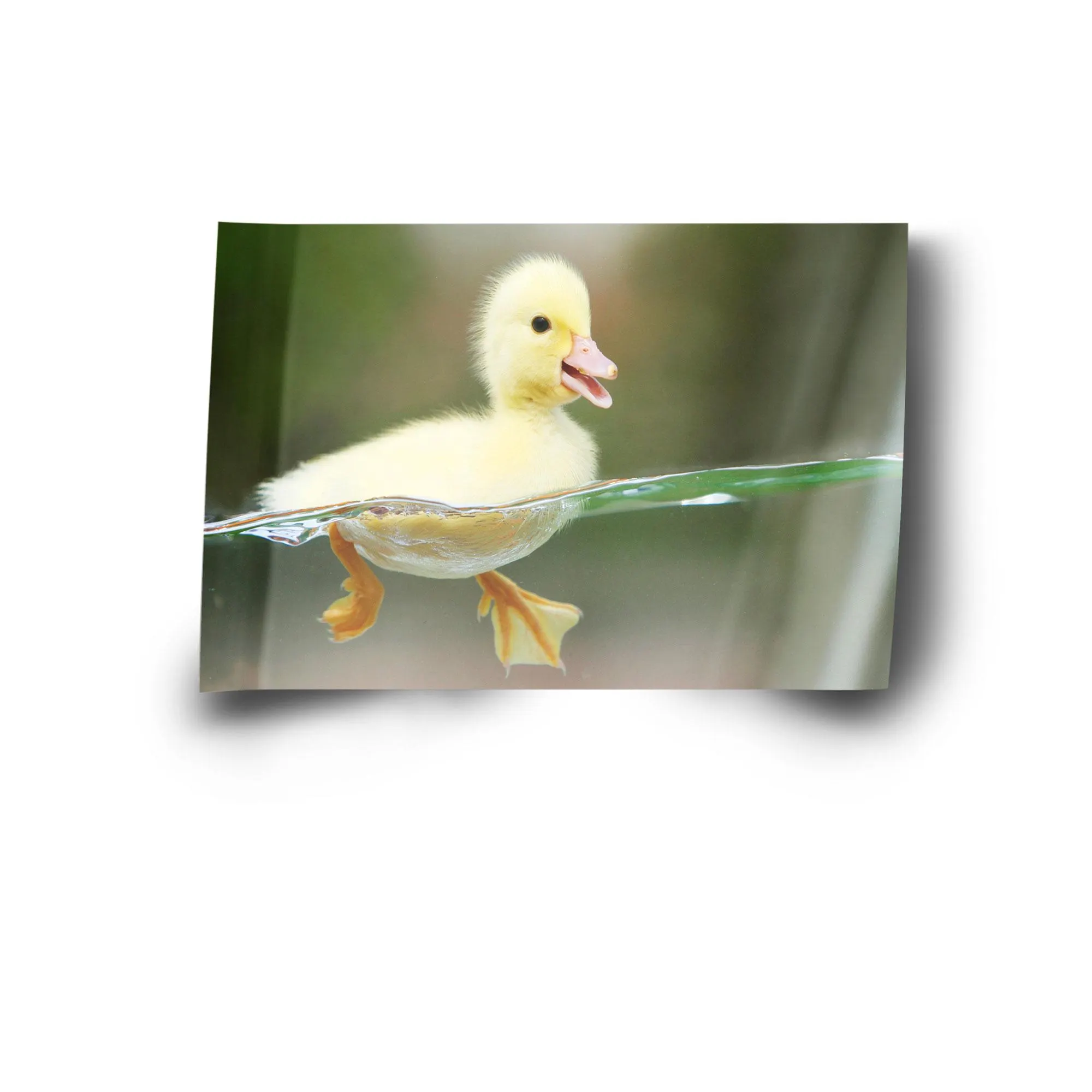 Duck Canvas Art, Baby Room Decor, Modern Wall Art - image 5