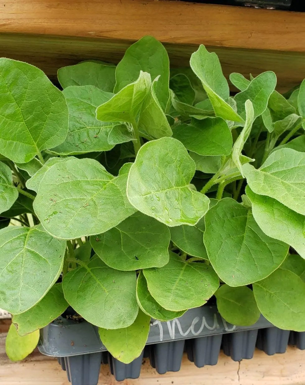 Green Thai Eggplant (Small) Starter Live Plants (4 Seedlings)