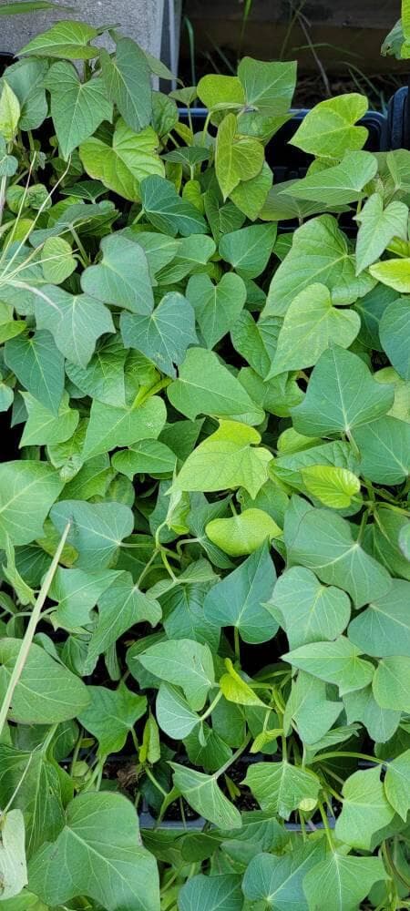 Purple Sweet Potato Starter Live Plants (4 Rooted Slips) - image 3